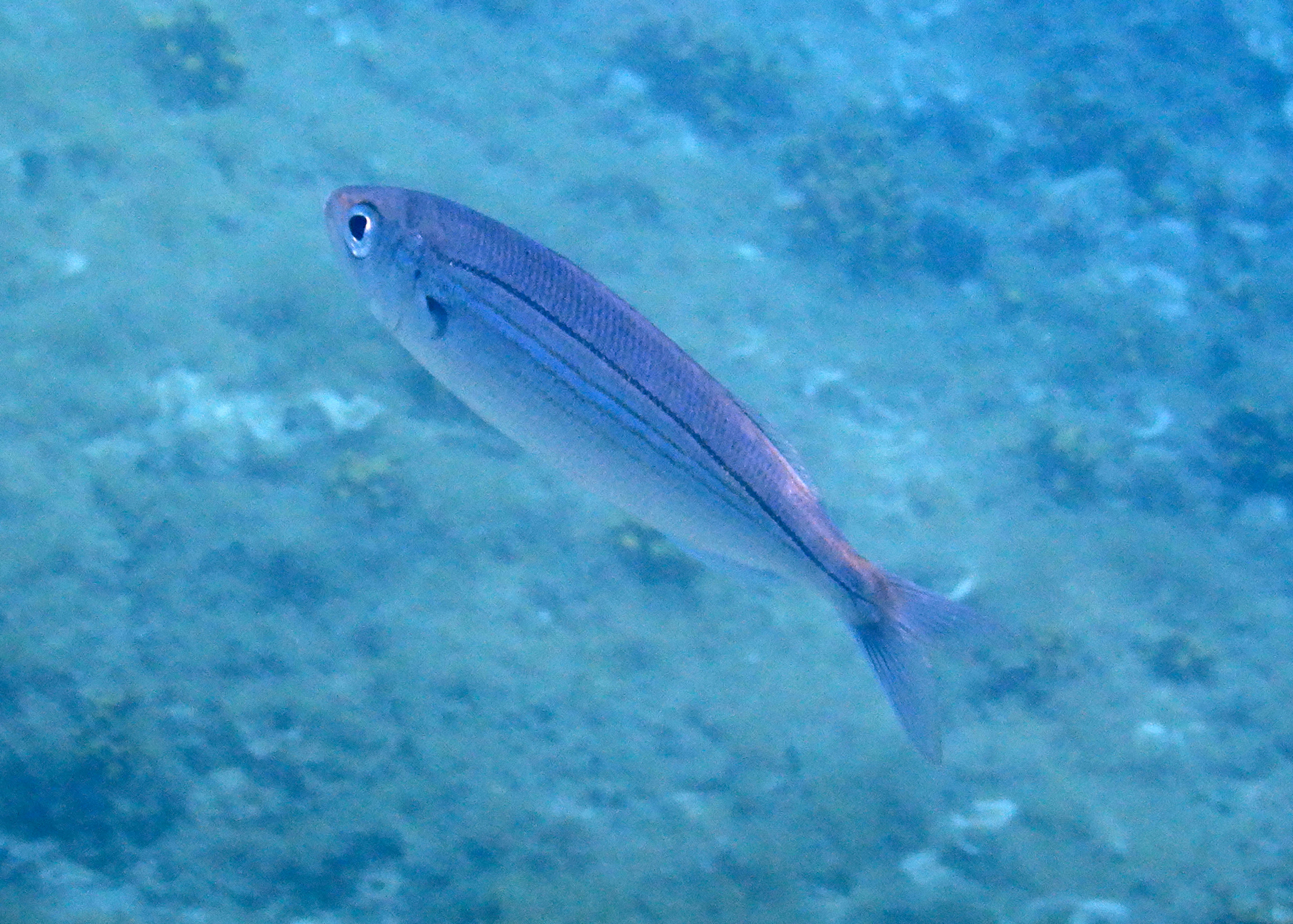 Kamenjak: Zadivljujući podvodni svijet Jadranskog mora