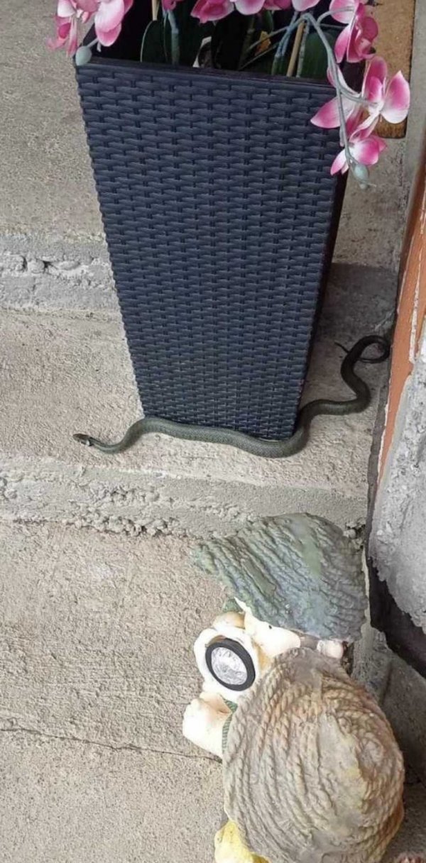 zmija u dvorištu željke božić