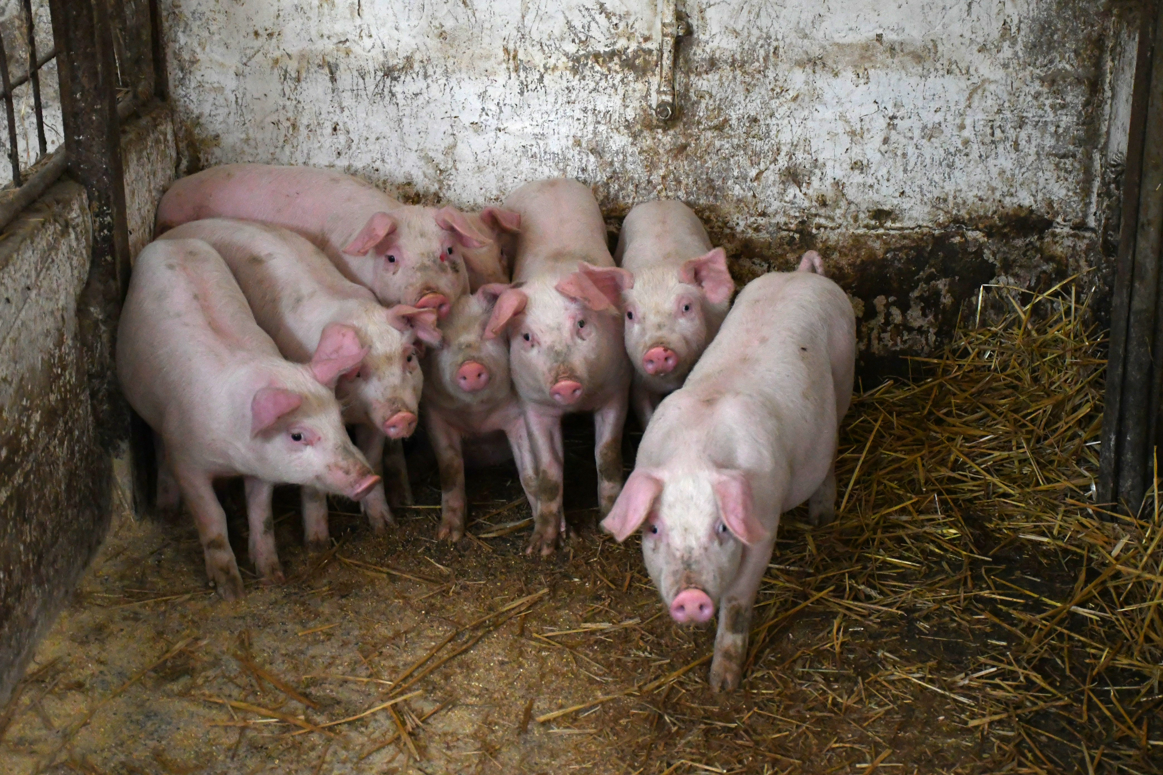 Otrovanec: Uzgajivač Marijan Sesvečan poduzeo je niz mjera za spas svojih svinja