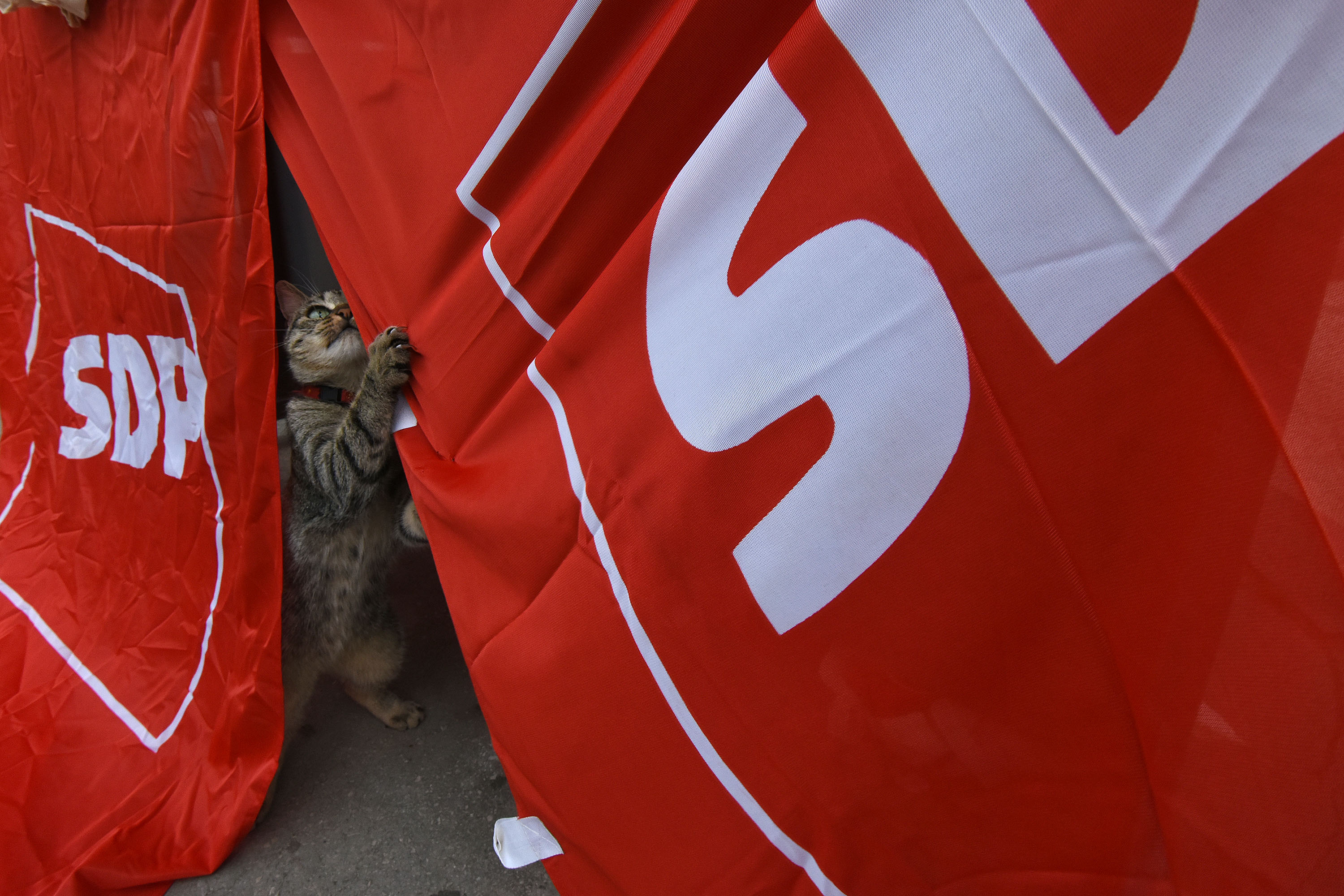 Pula: Razigrani ma?ak "napao" zastavu SDP-a i time izmamio osmijeh gra?ana