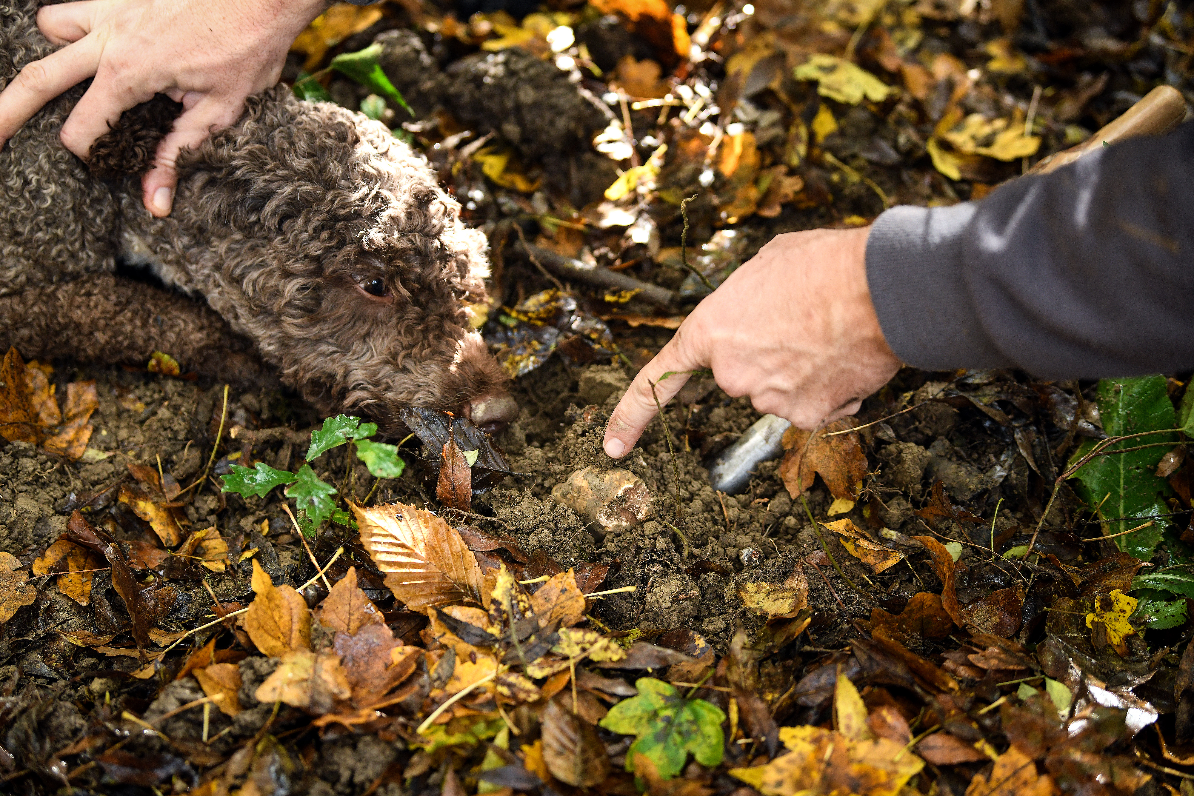 Gastro reportaža iz Istre
