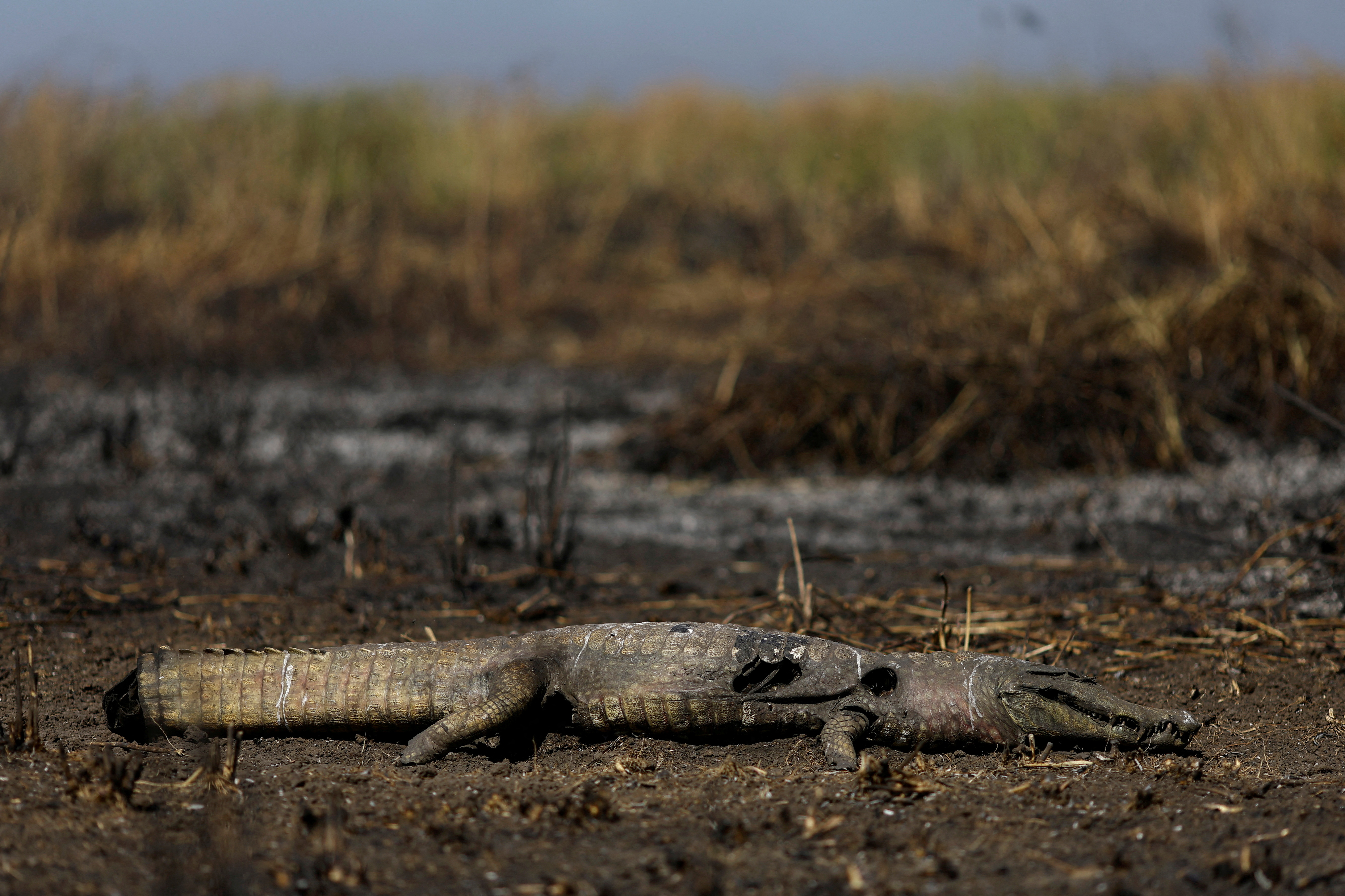 FILE PHOTO: Brazil's tropical wetlands ablaze in massive fires