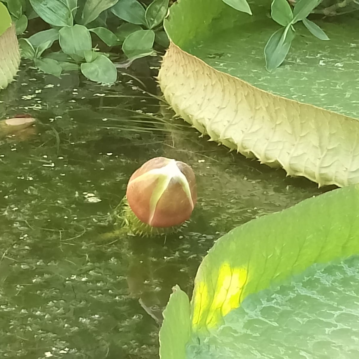 457244790_529782972751593_7348417766563044861_n