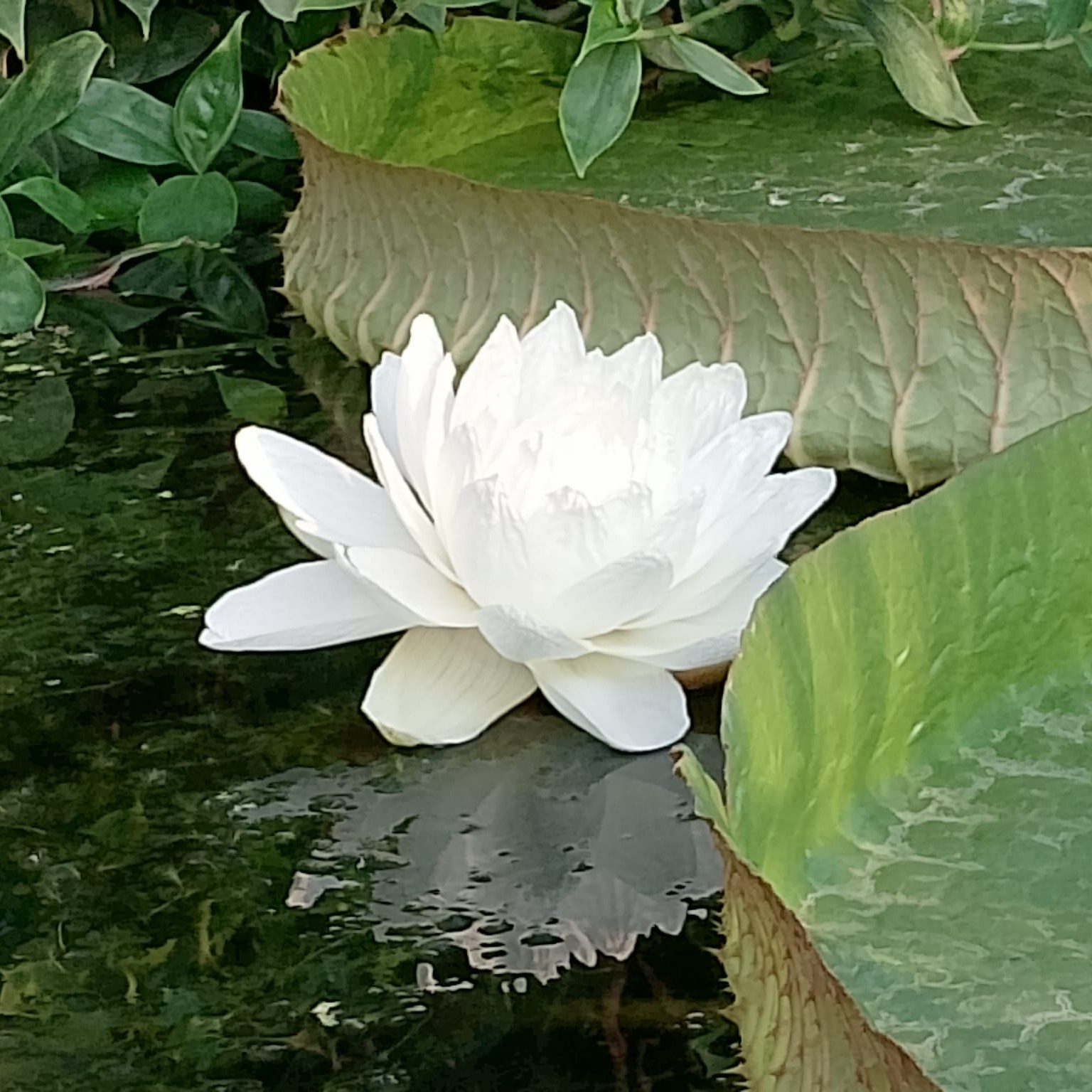 457373020_529783216084902_9185070710890090466_n