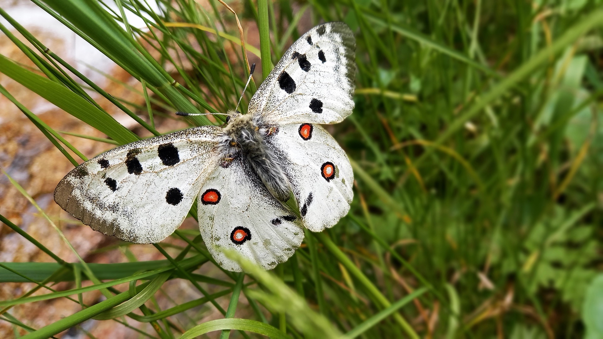 Pixabay/ilustracija (apolon)

