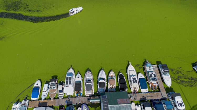 River Sava's inlet is covered with algae, in Belgrade