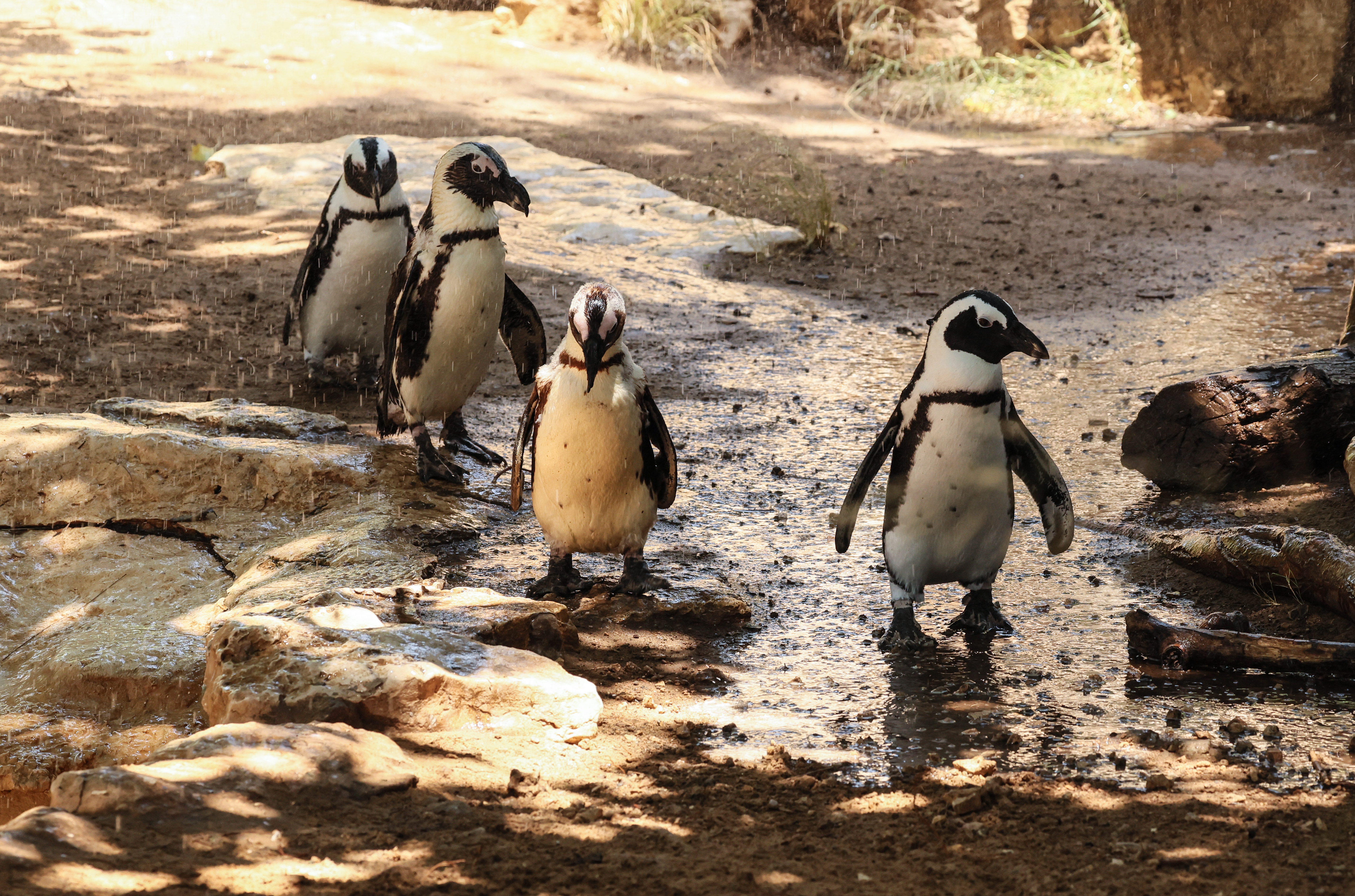 afrički pingvini