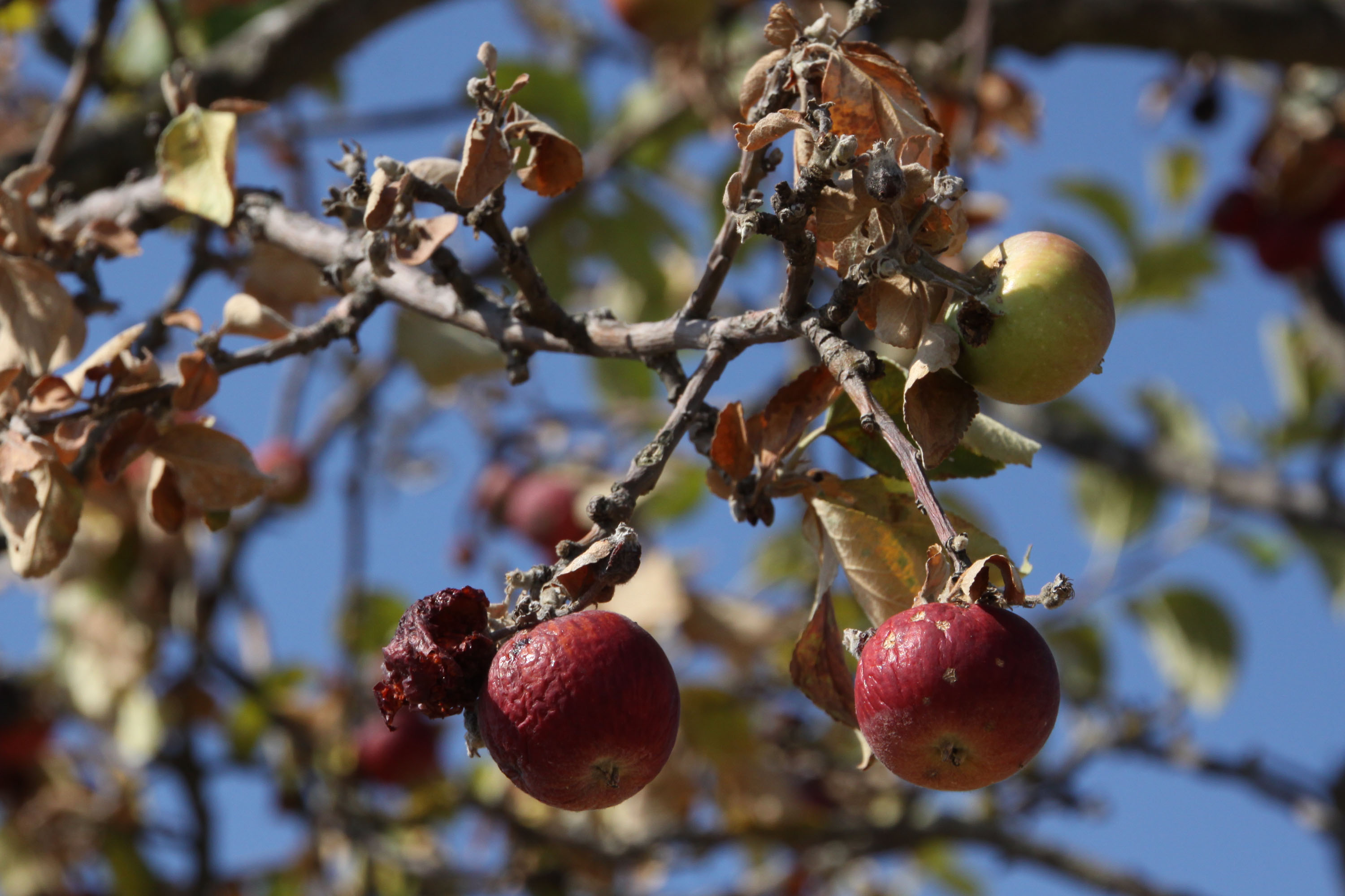 Pi?an: Vinogradi i vo?njaci uniteni suom diljem Istre