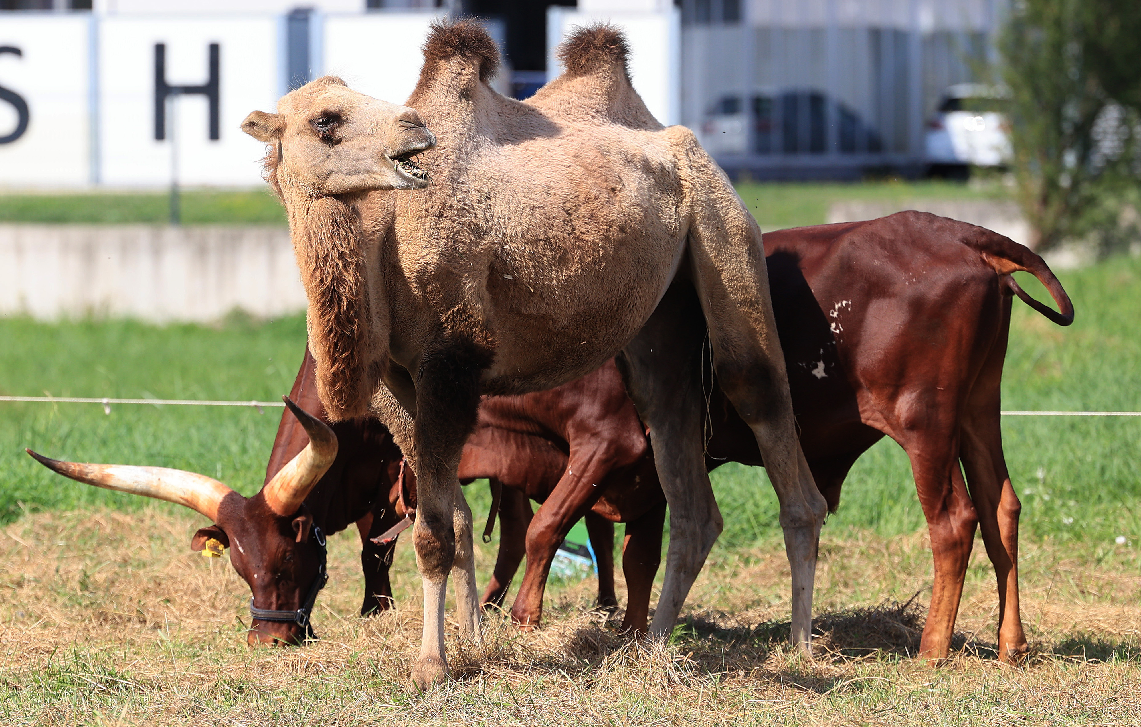 Sveta Nedelja: Cirkus koji je stigao u Samobor stavio je svoje deve na svetonedeljsku livadu gdje pasu u miru