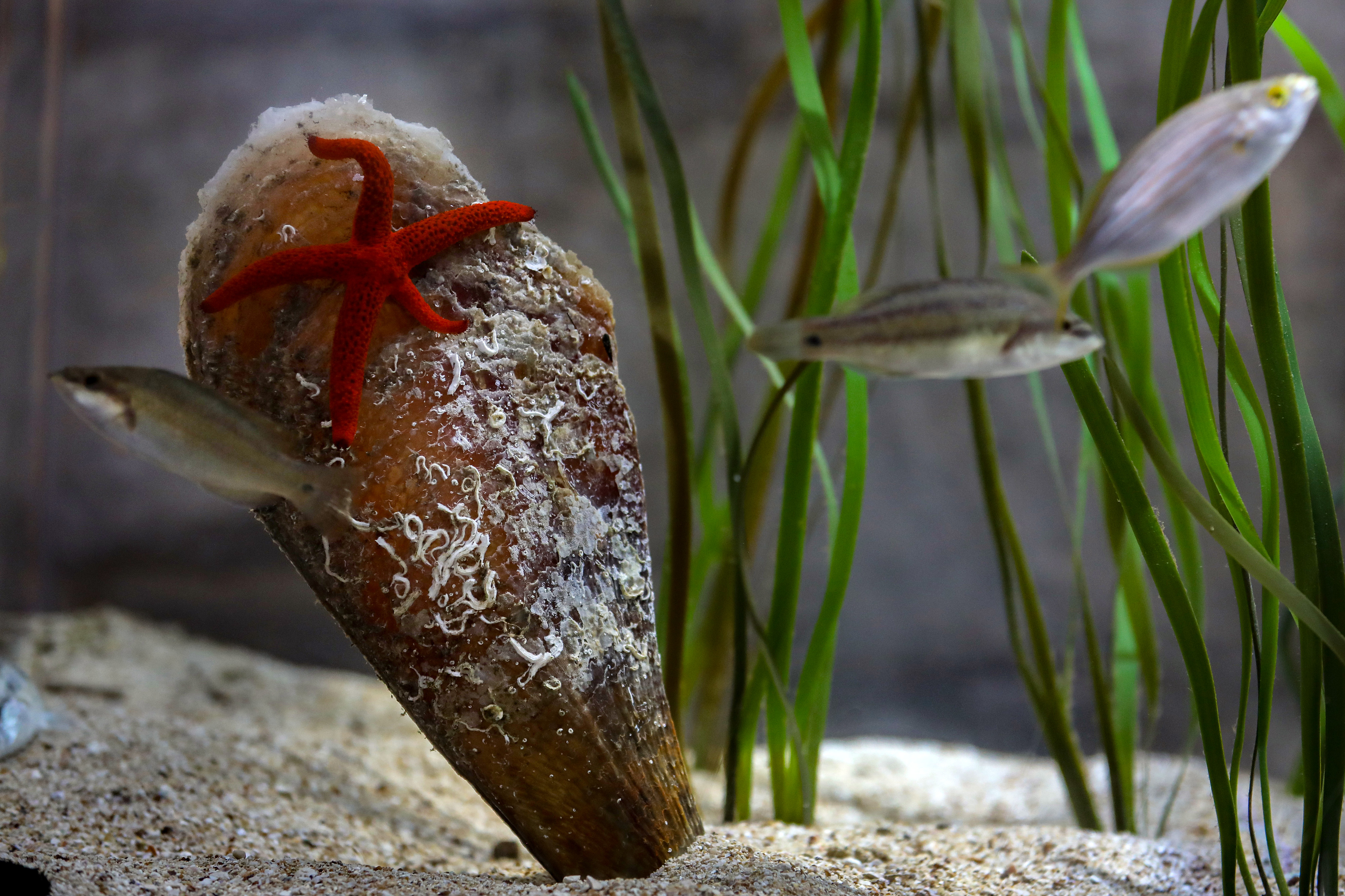 Aquarium Pula, Periska