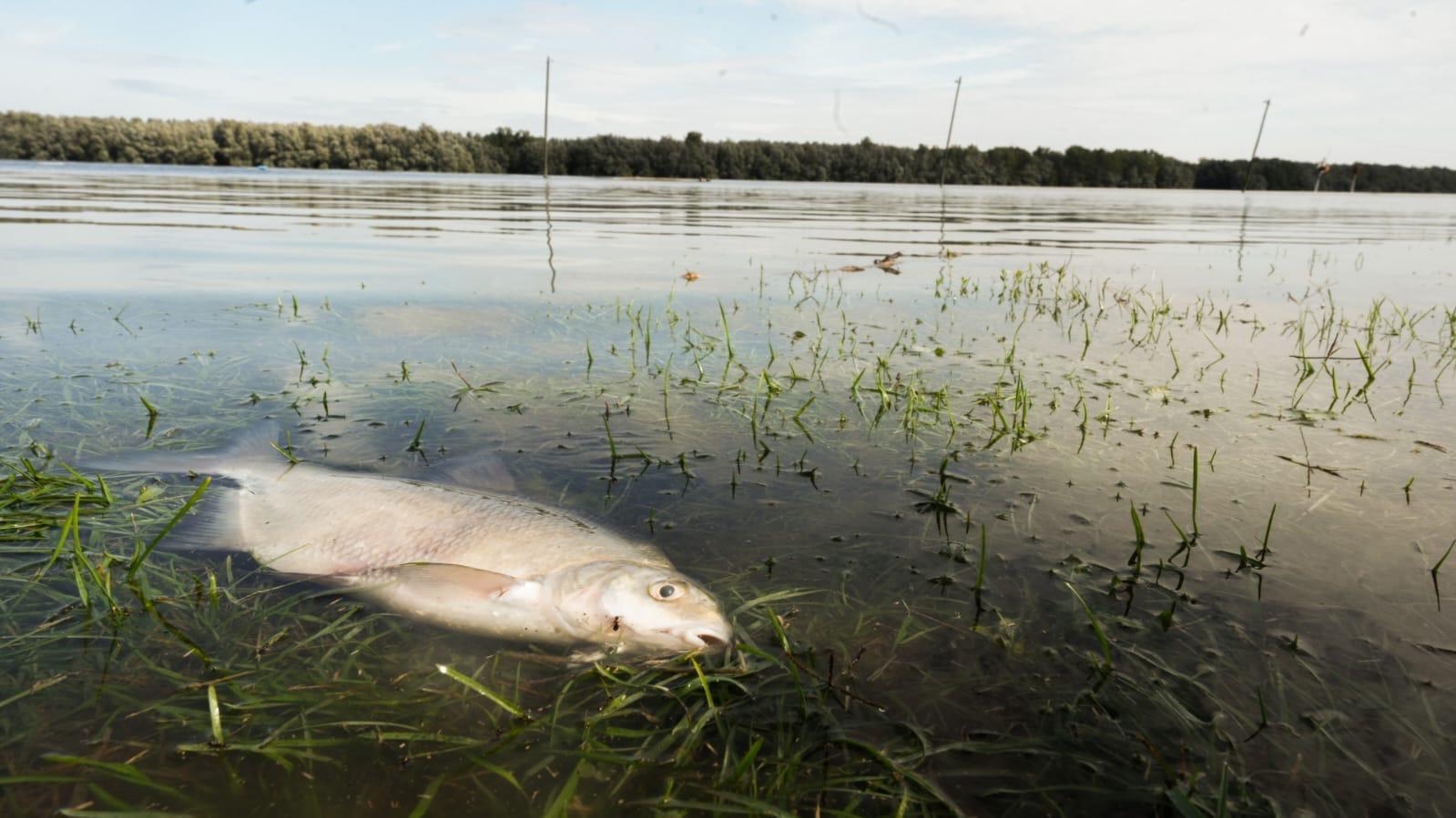 dunav, poplava, vodeni val, vodni val,