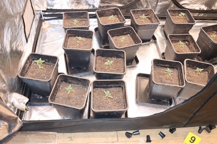 medveščak, laboratorij marihuane, marihuana, zagreb, stan