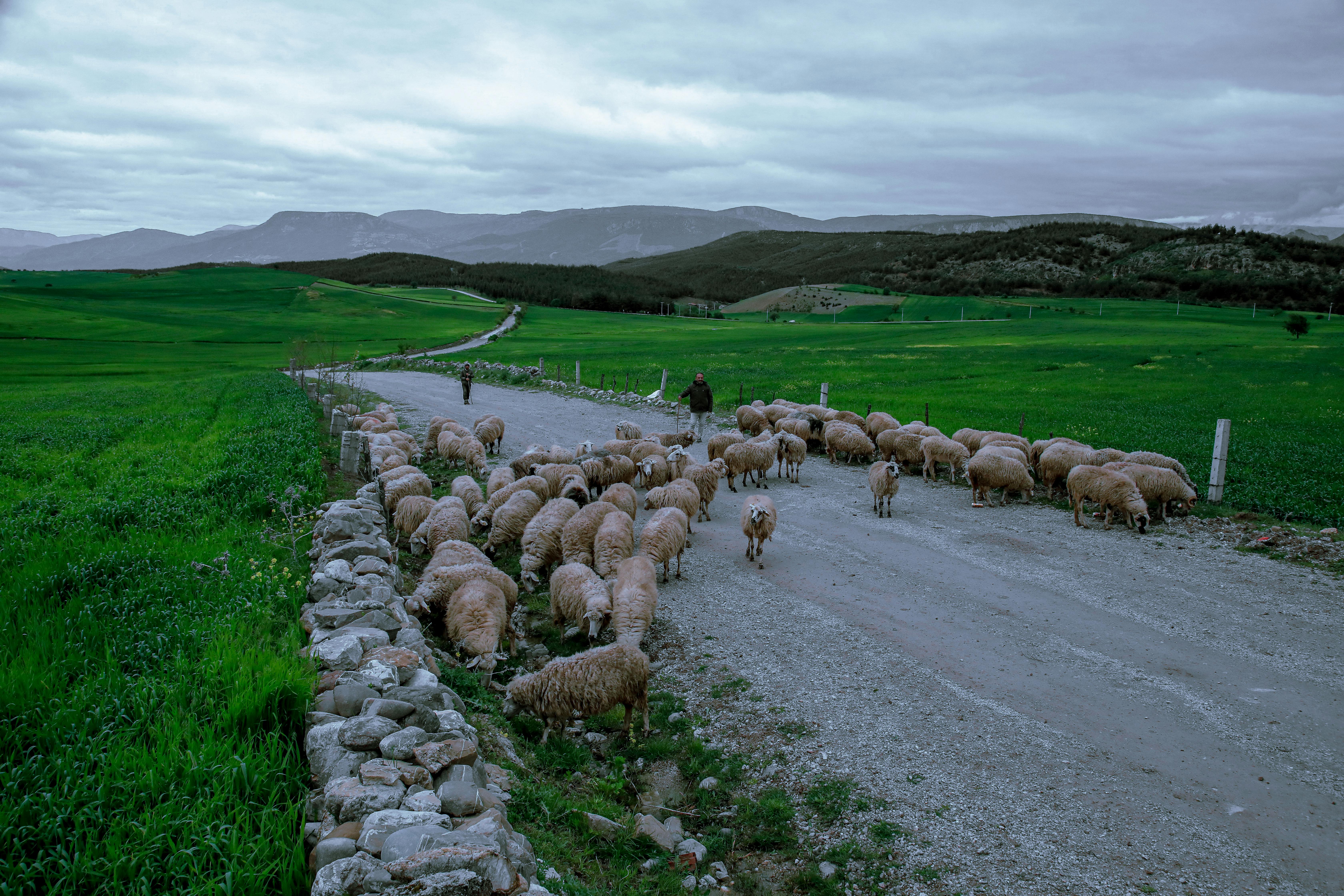 ovce, stado ovaca, pastir