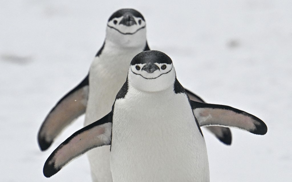 ANTARCTICA-COLOMBIA-ENVIRONMENT-ASTRONOMY
