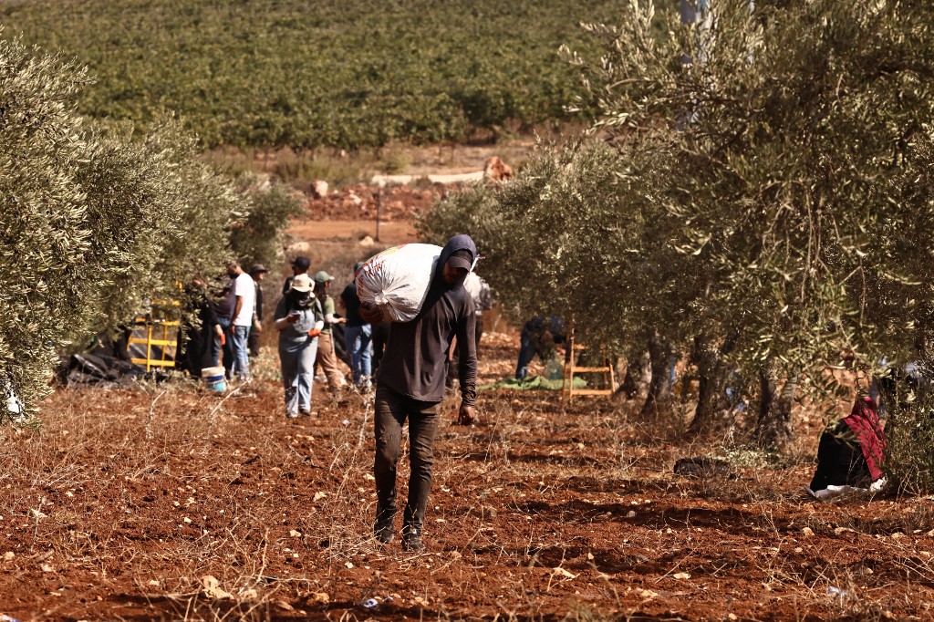 PALESTINIAN-ISRAEL-CONFLICT-OLIVE HARVEST