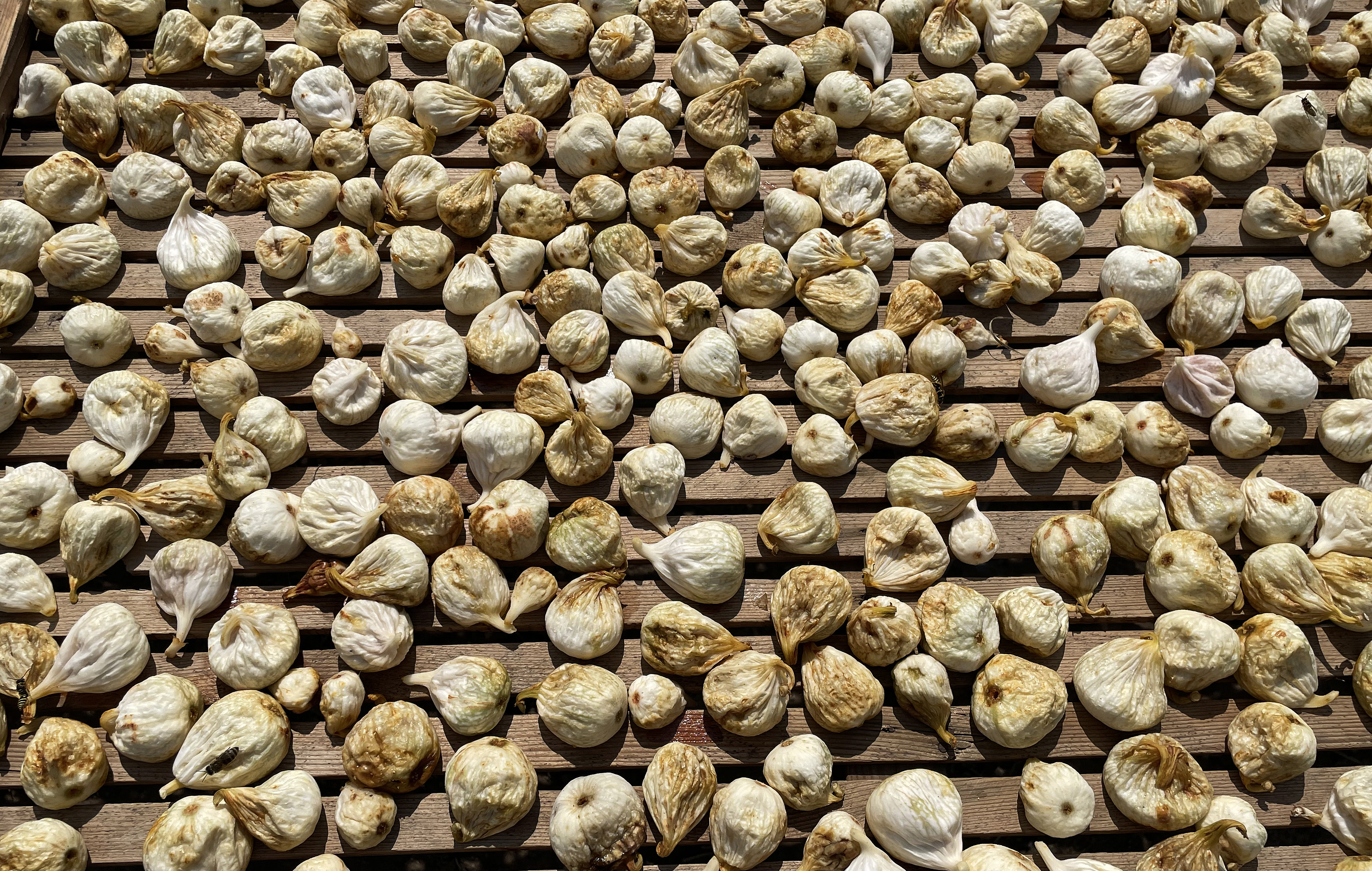 Sušenje smokvi u dolini Neretve na starinski tradicionalni način