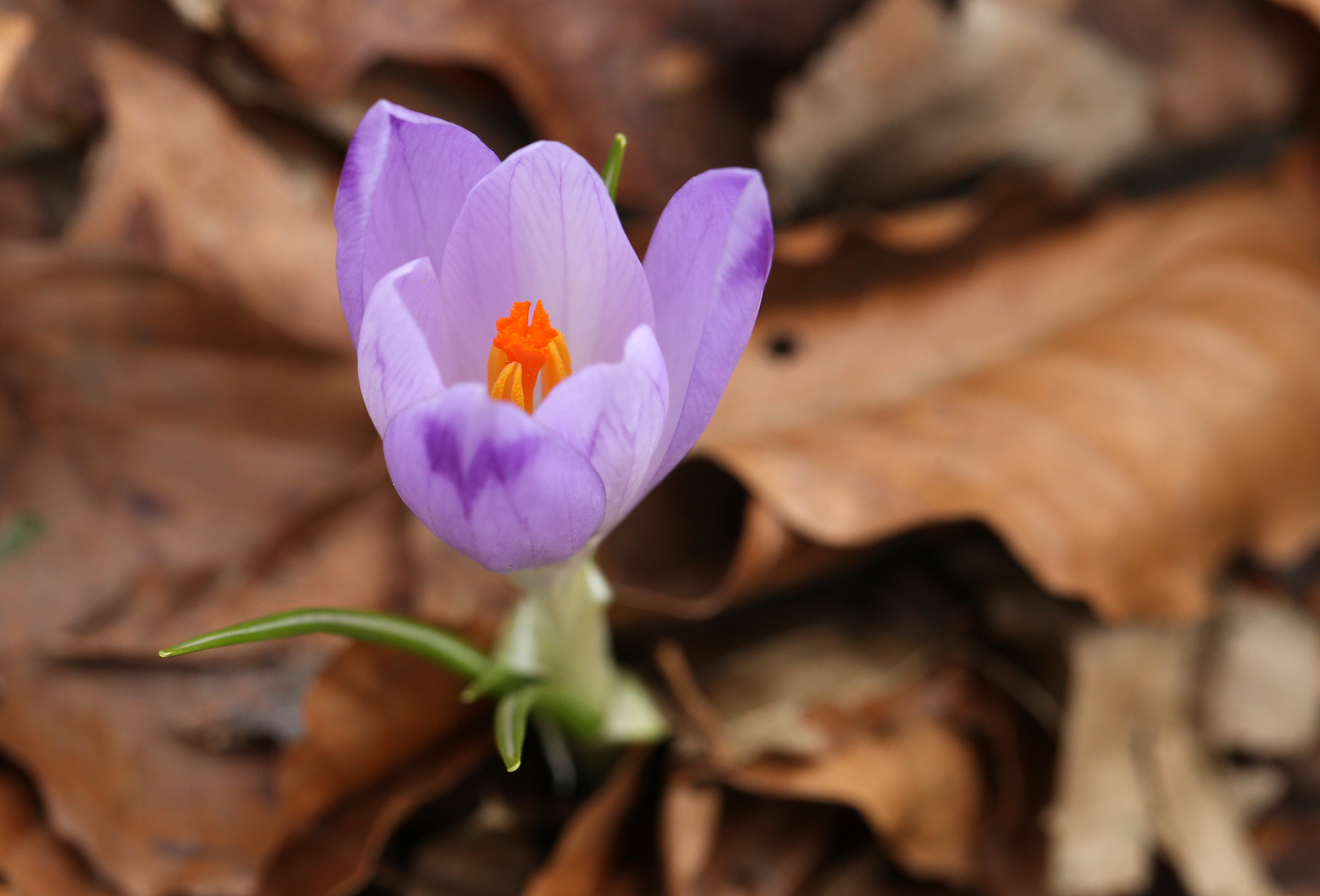 afrani, visibabe i jaglaci, prvi vjesnici prolje?a