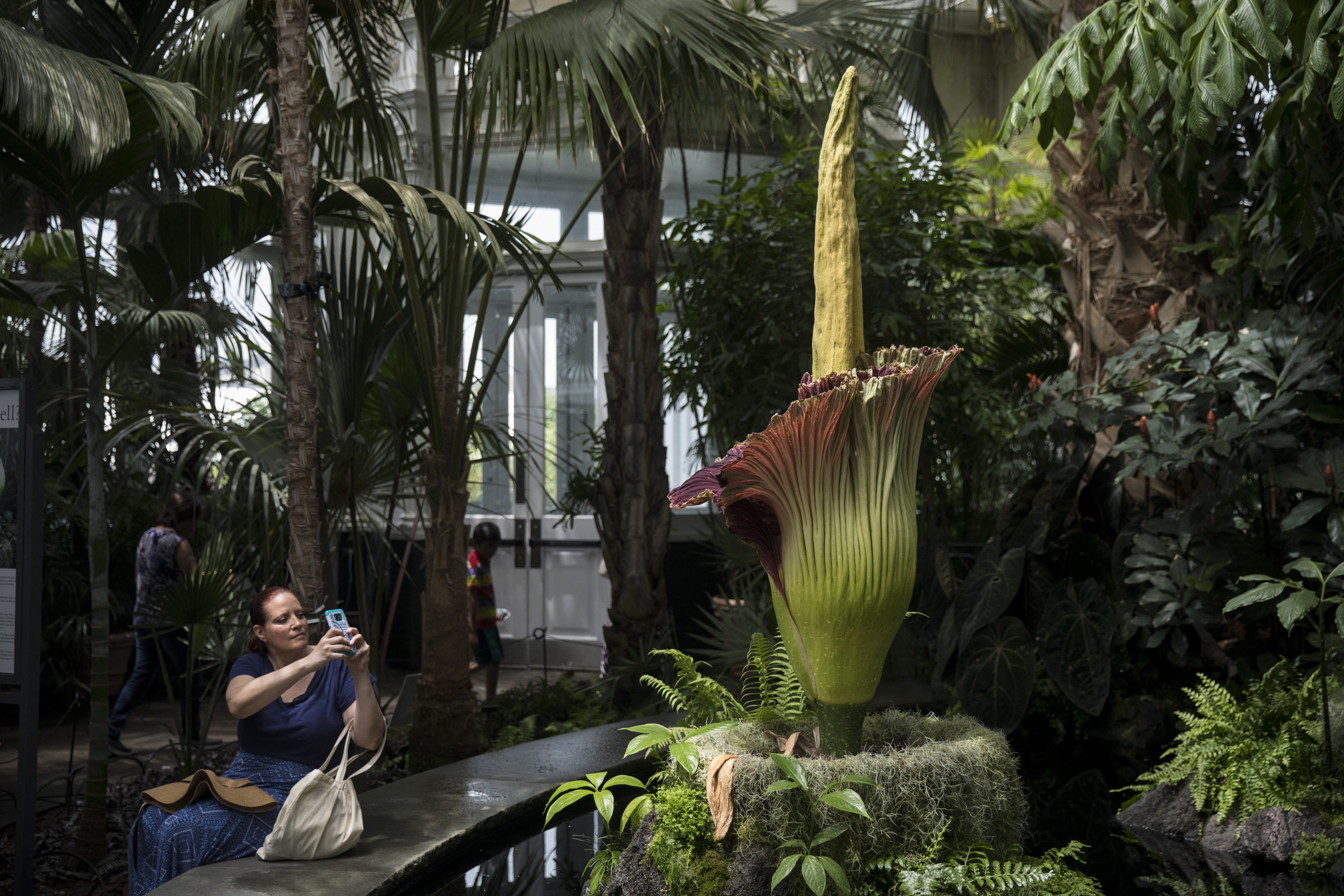 cvijet leš, corpse flower