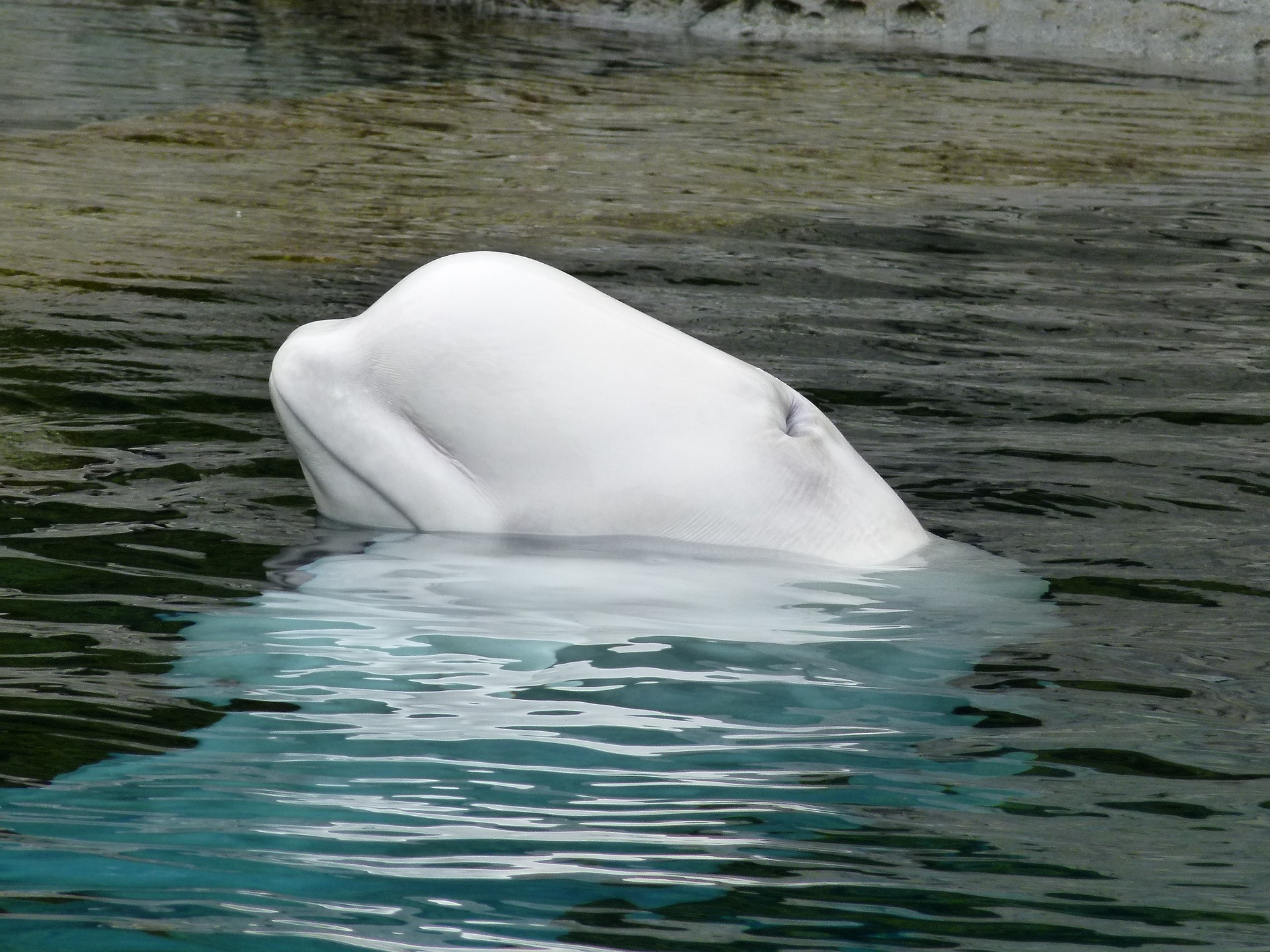 Beluga kit