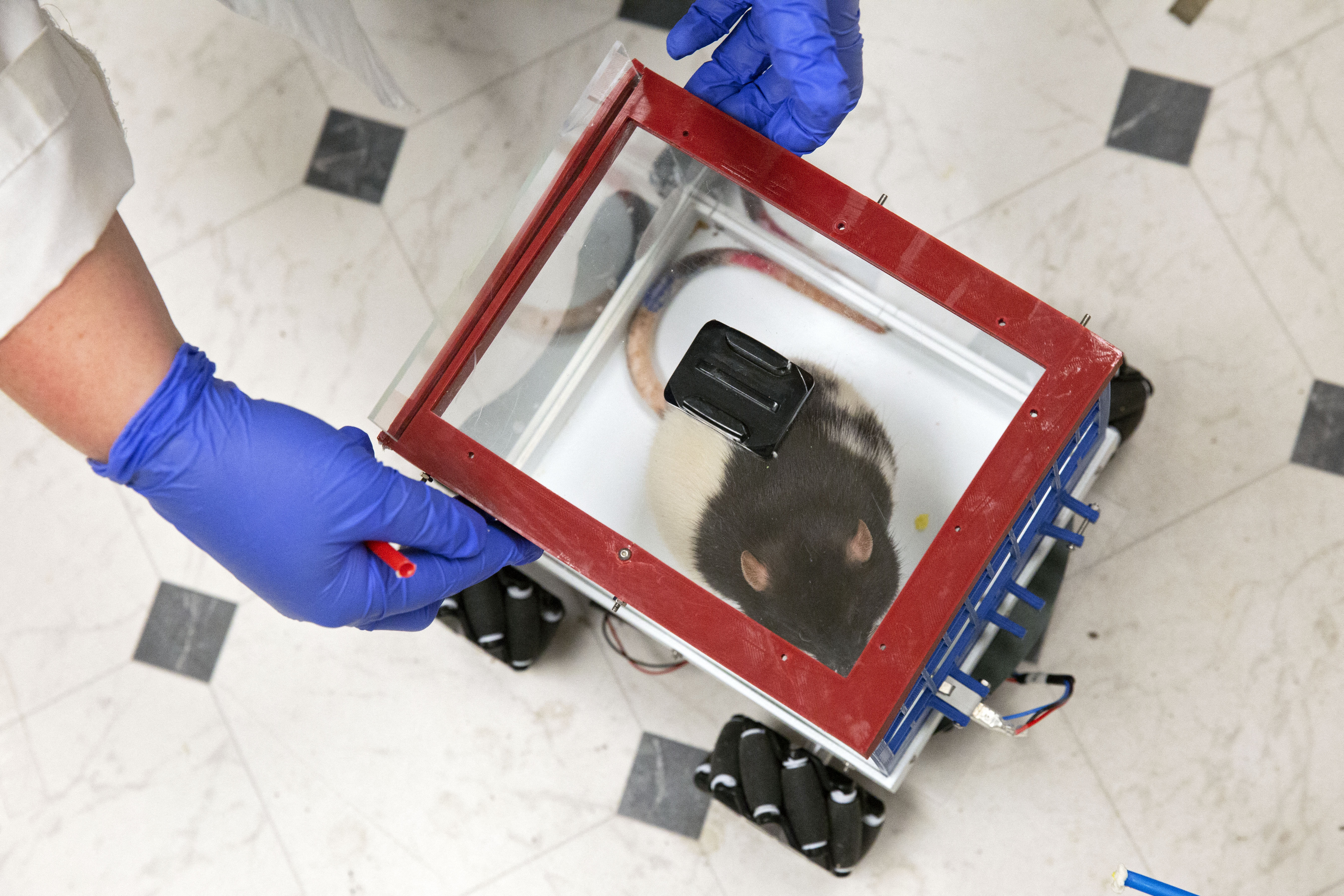 US-SCIENCE-ANIMAL-RATS