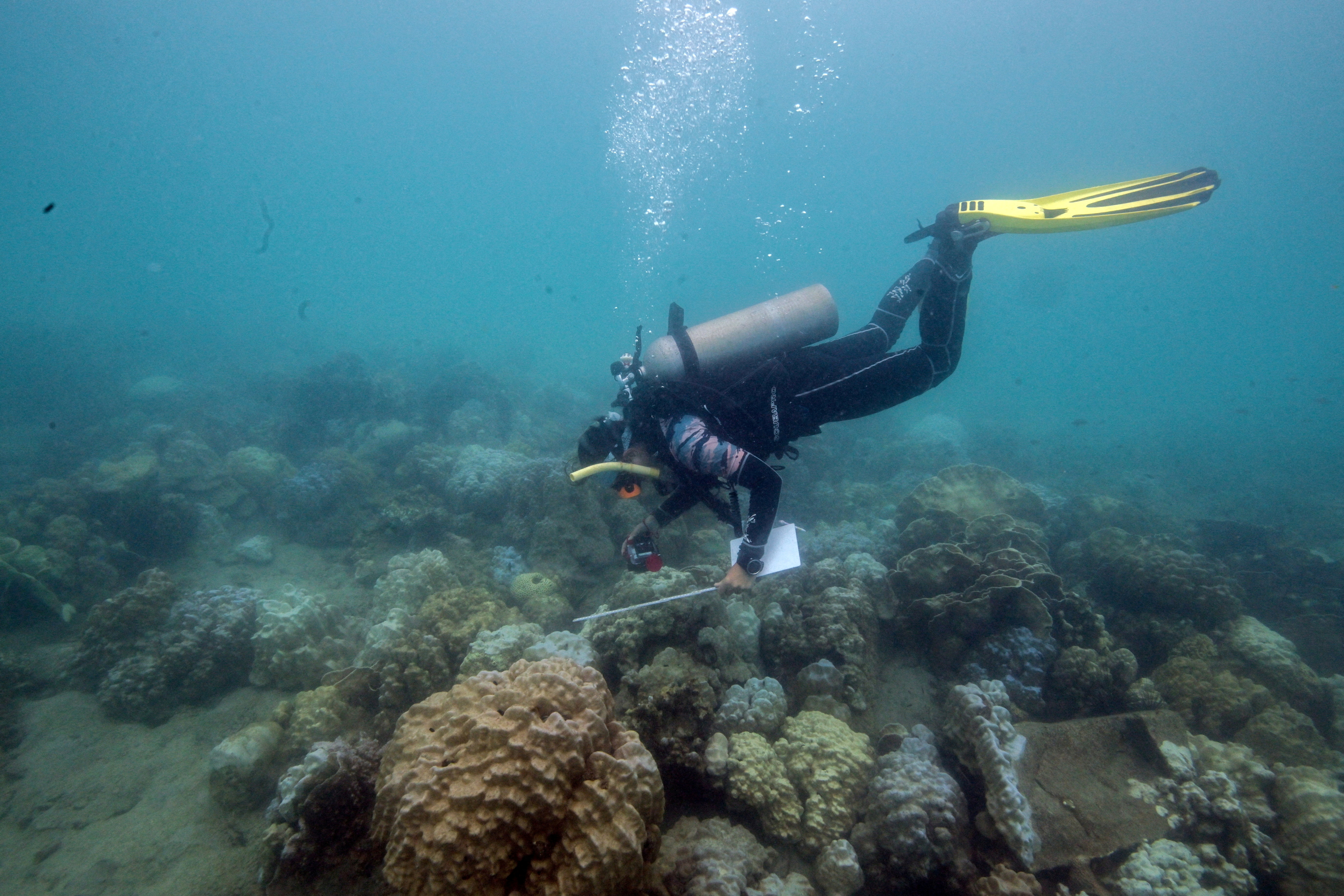 FILE PHOTO: Thailand's corals bleaching at fast pace amid rising global temperature