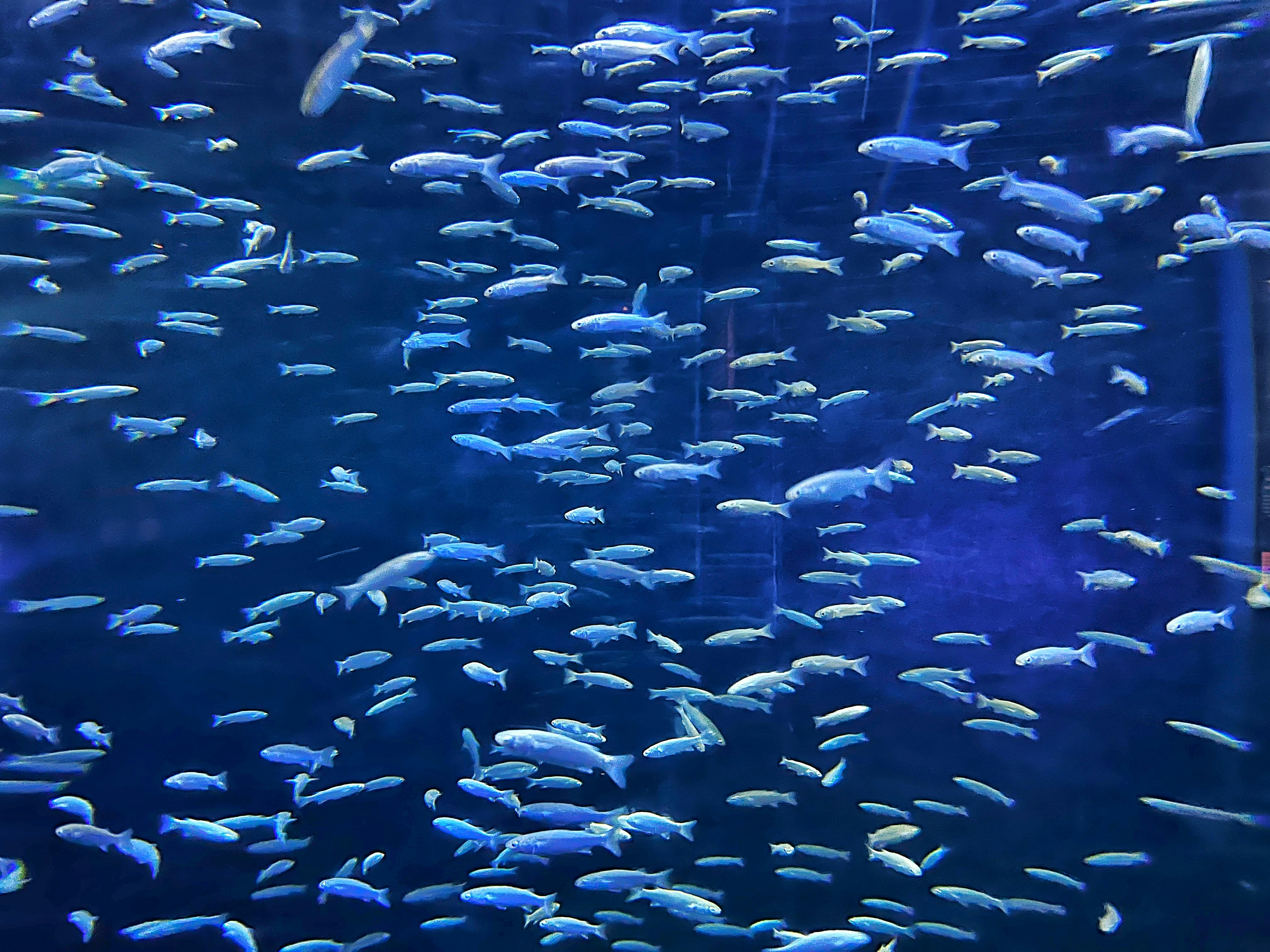 ribe, veličina, istraživanja