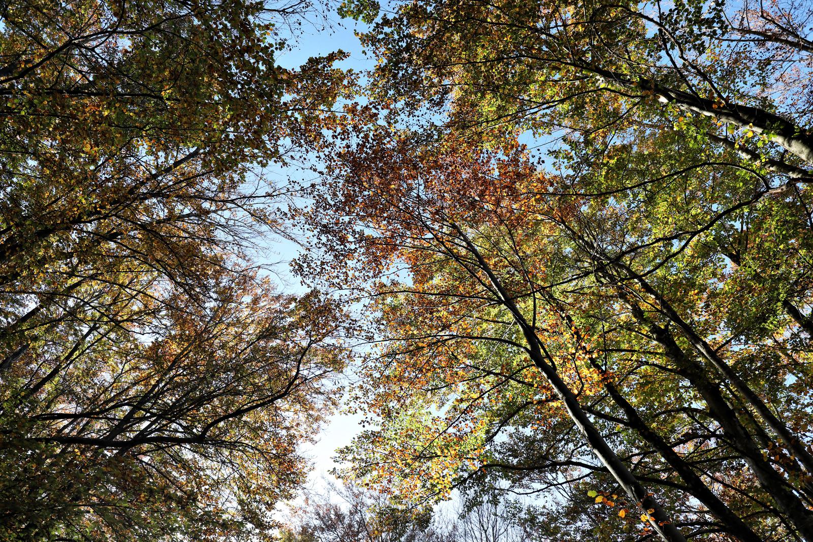 Vodice: Rapsodija boja šuma Ćićarije
