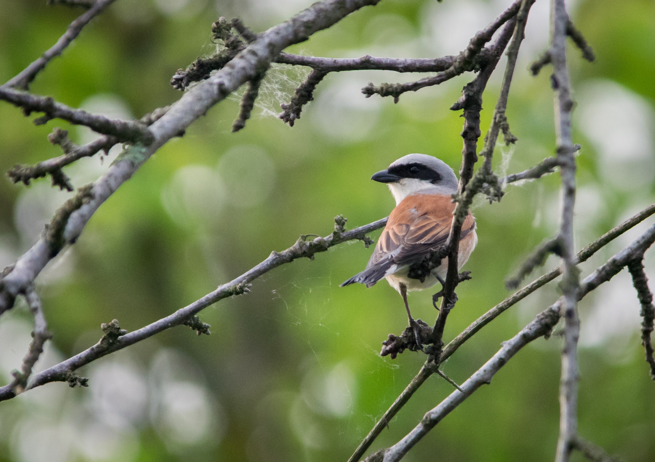 Rusi svračak_mužjak_foto Udruga BIOM