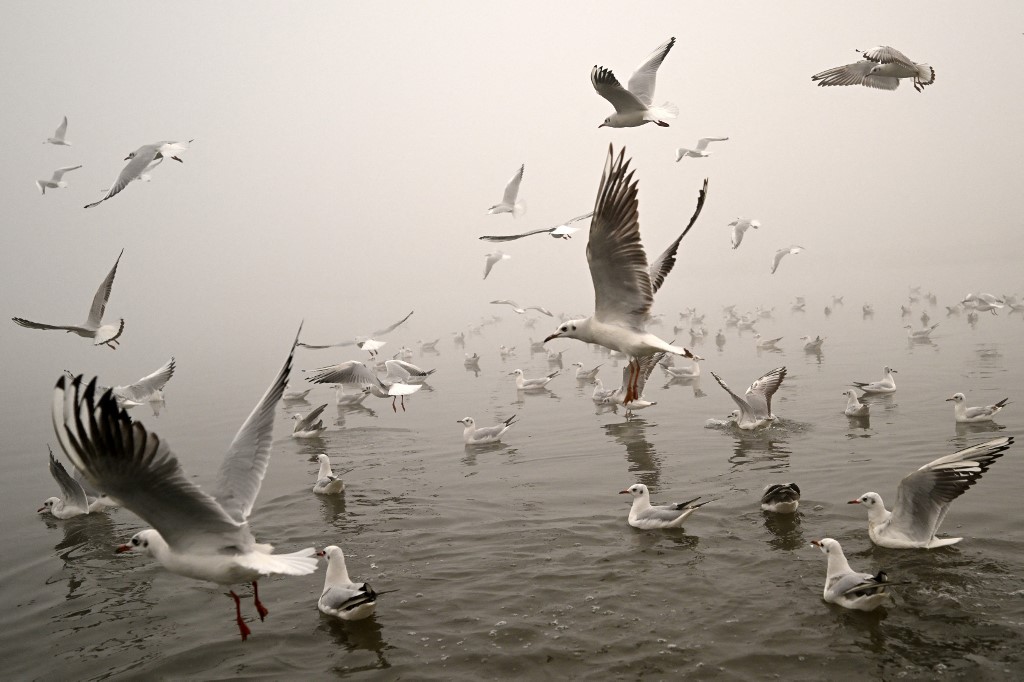 indija, new delhi, zagađenje zraka, kvaliteta zraka, mikročestice