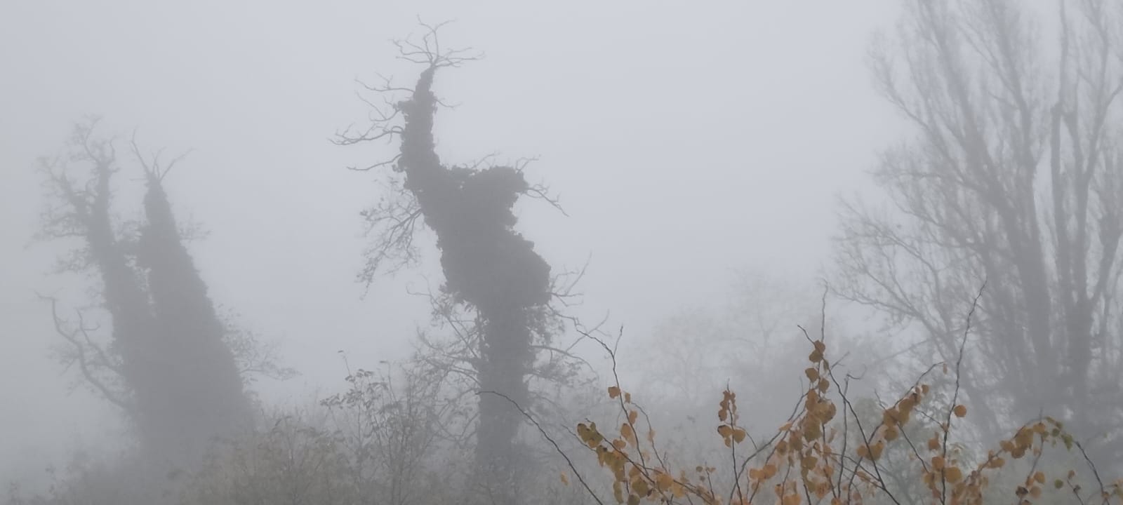 magla, zima, jesen, mraz,