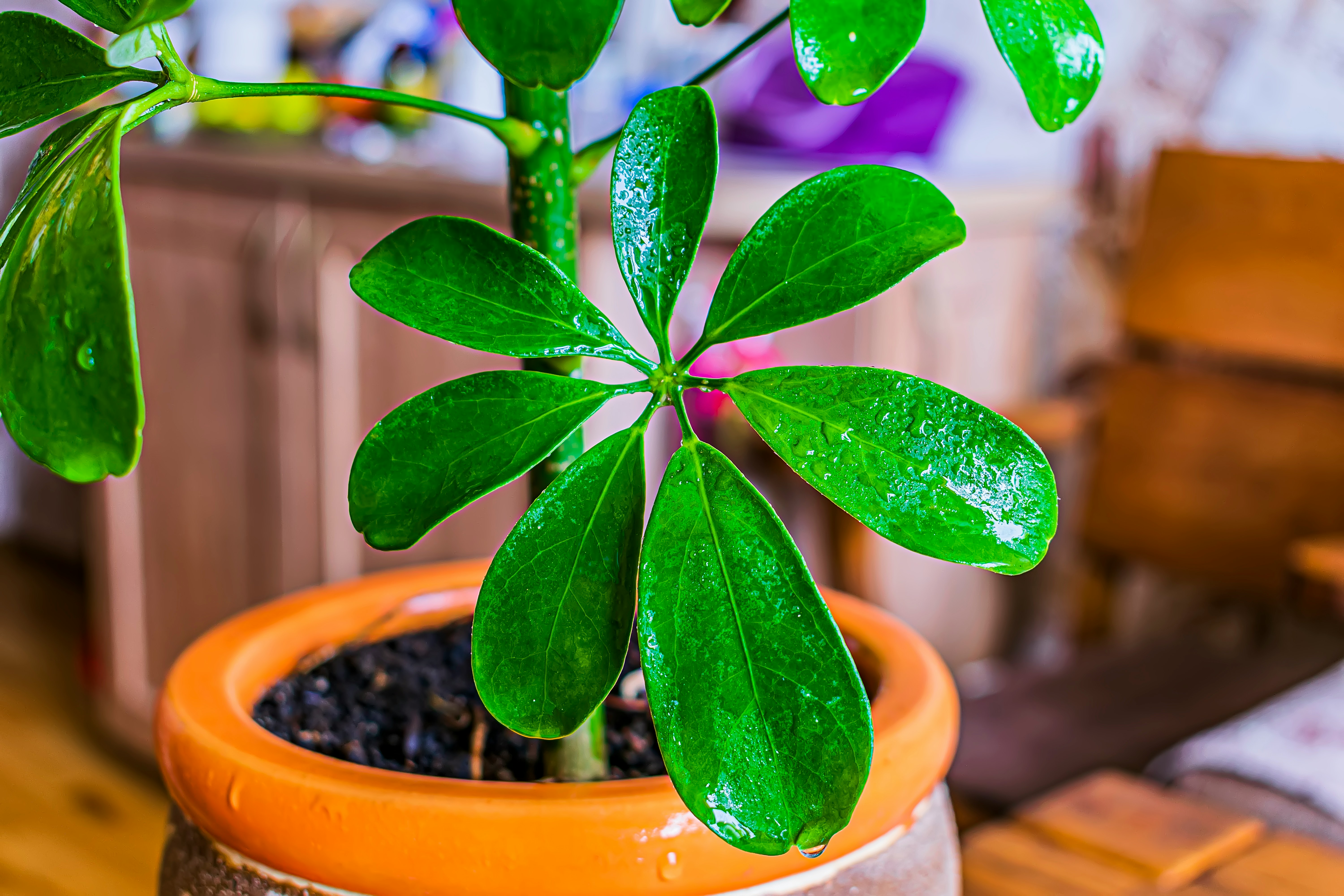 šeflera, održavanje, zalijevanje