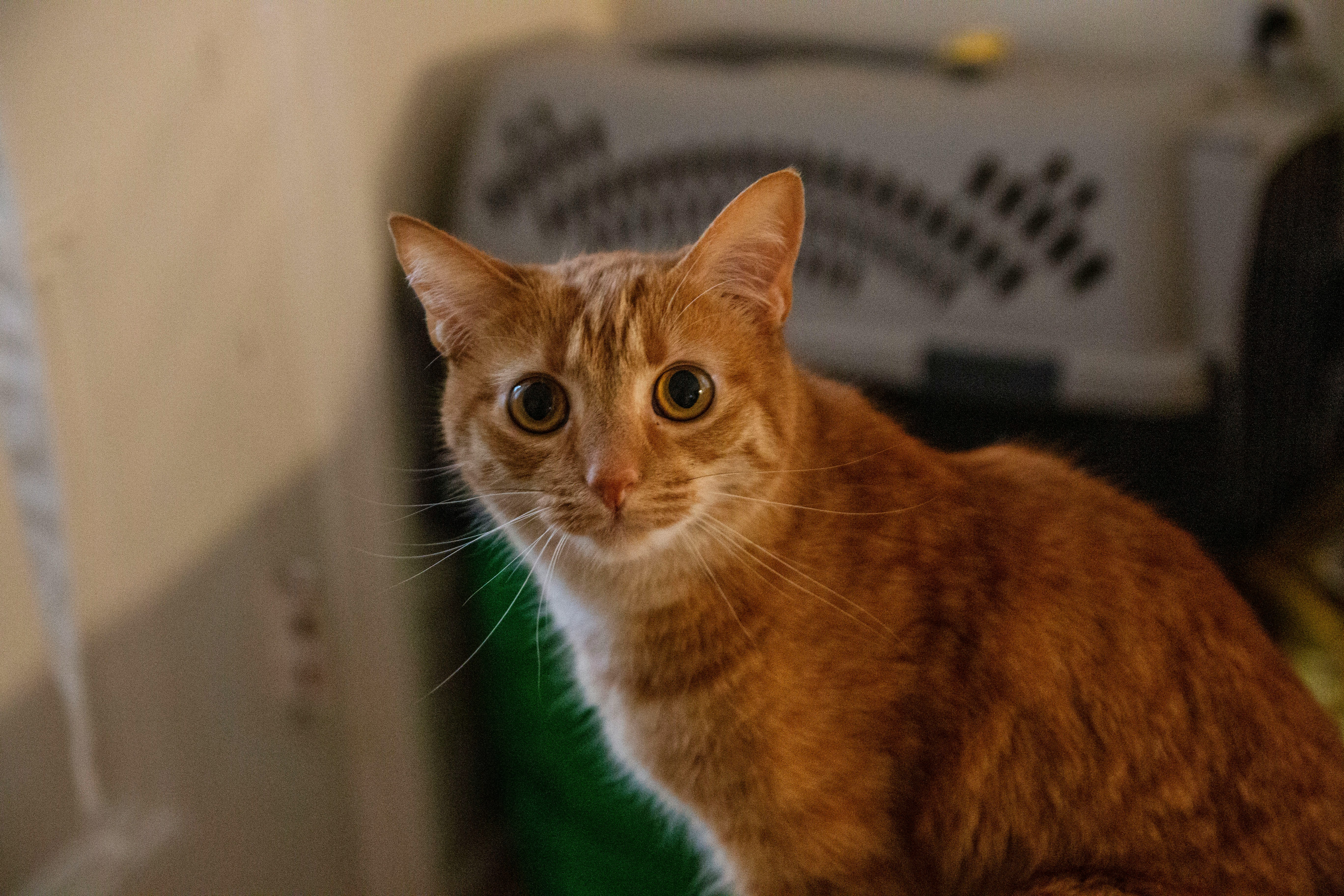 mačak, bijeg, povratak