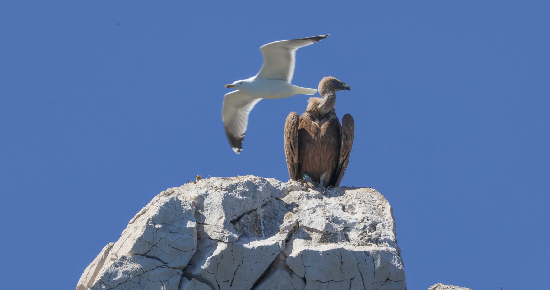 bjeloglavi supovi na stijeni na Cresu