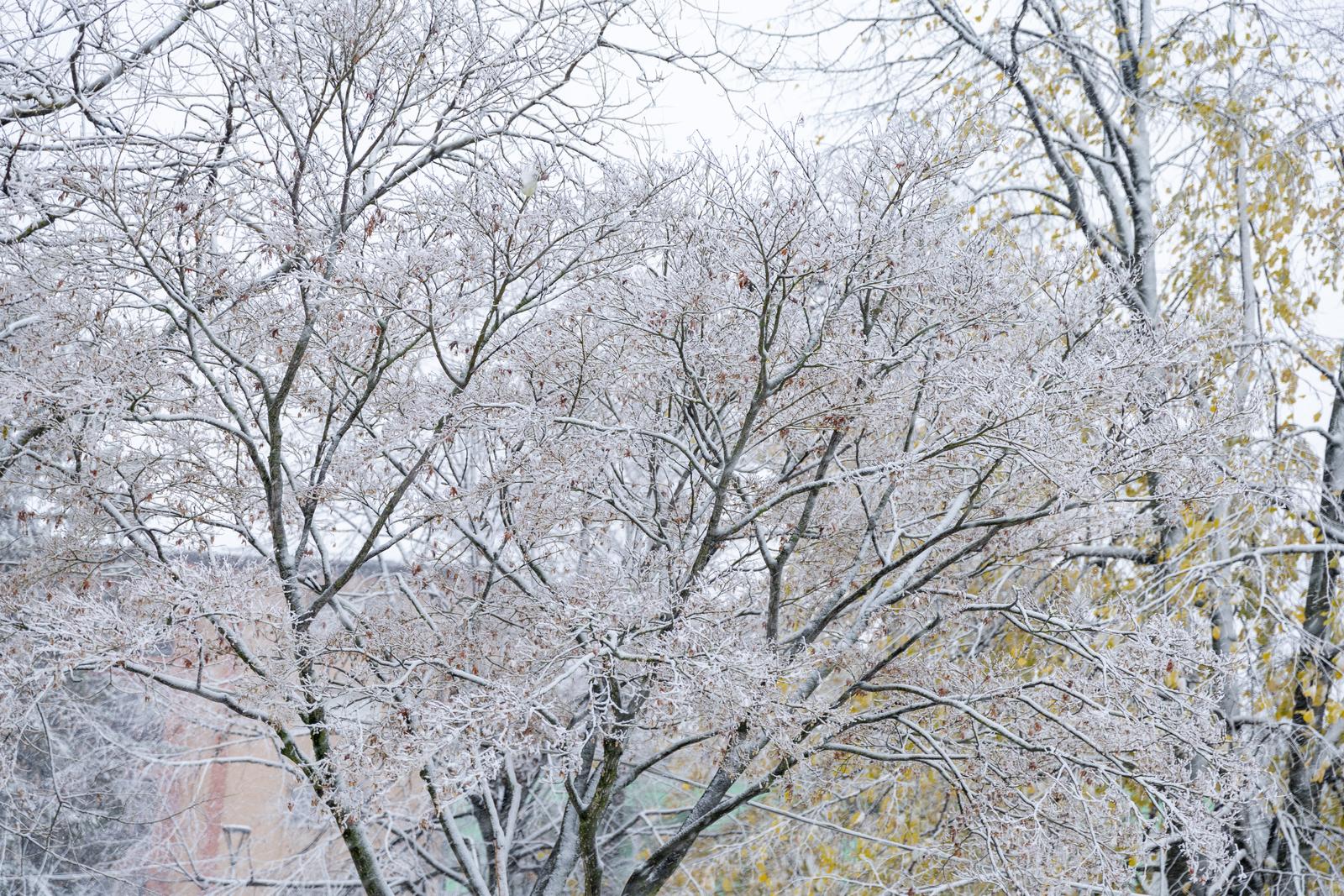 Našice: Snijeg zabijelio Dvorac Pejačević