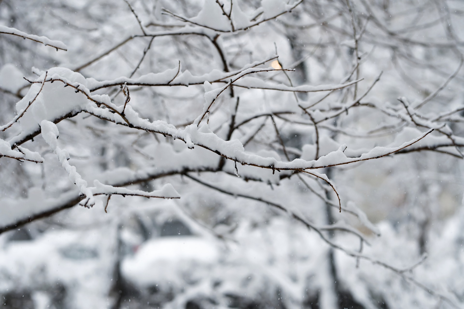 snijeg, zima, pahulje