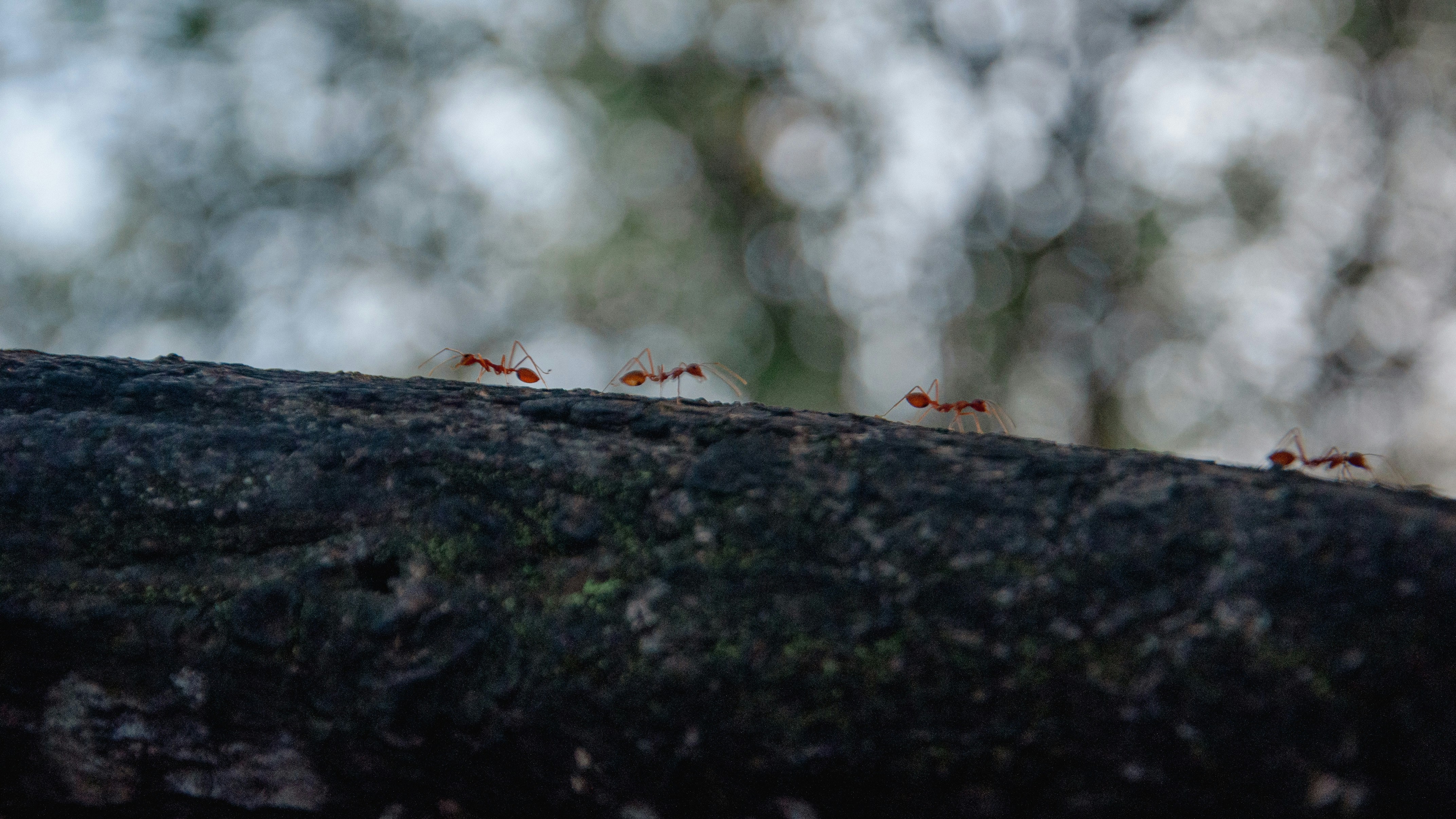 kukci, inteligencija, snalažljivost, vještine