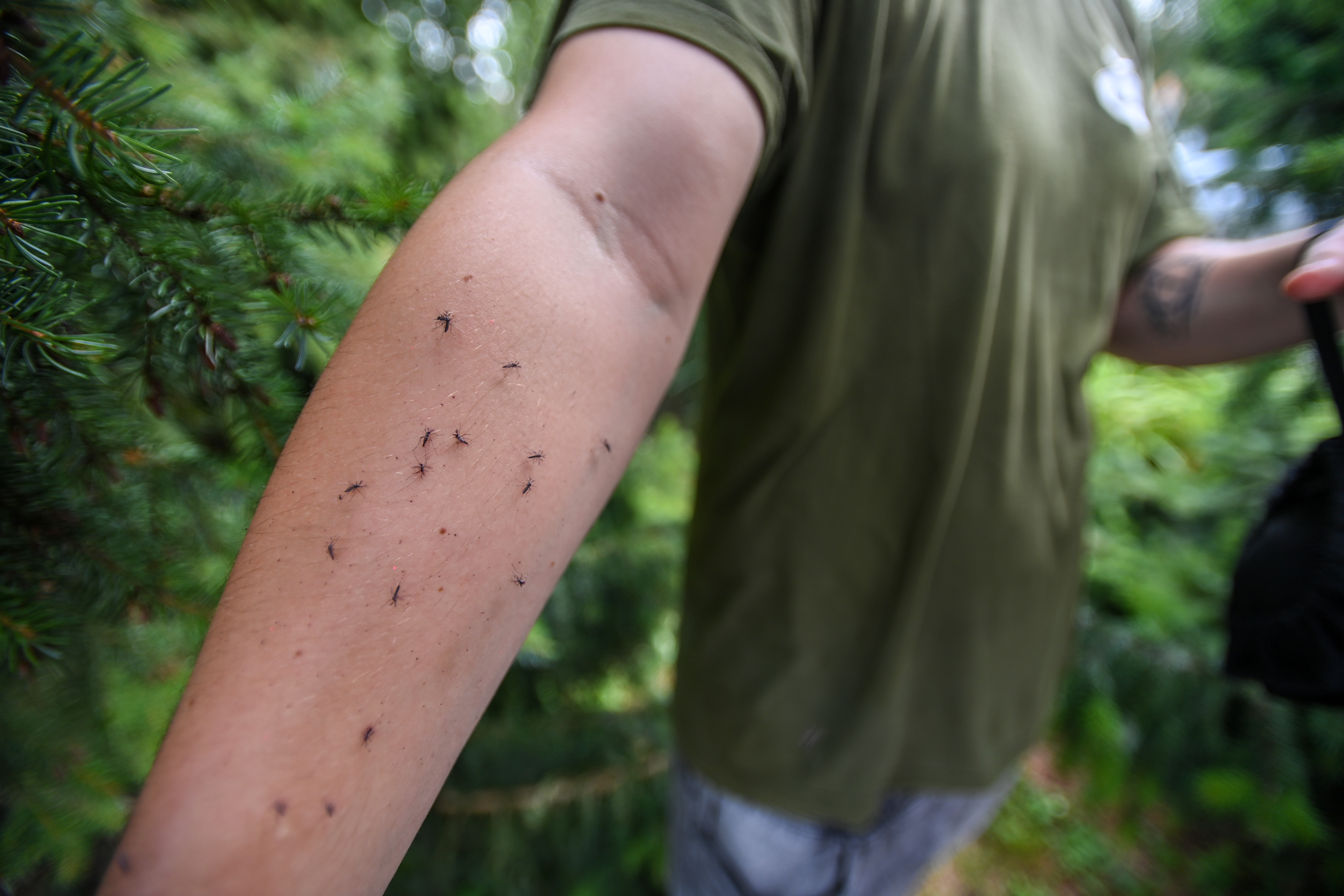 Zagreb: U Cvjetnom naselju ispušteno 50 tisuća sterilnih komaraca