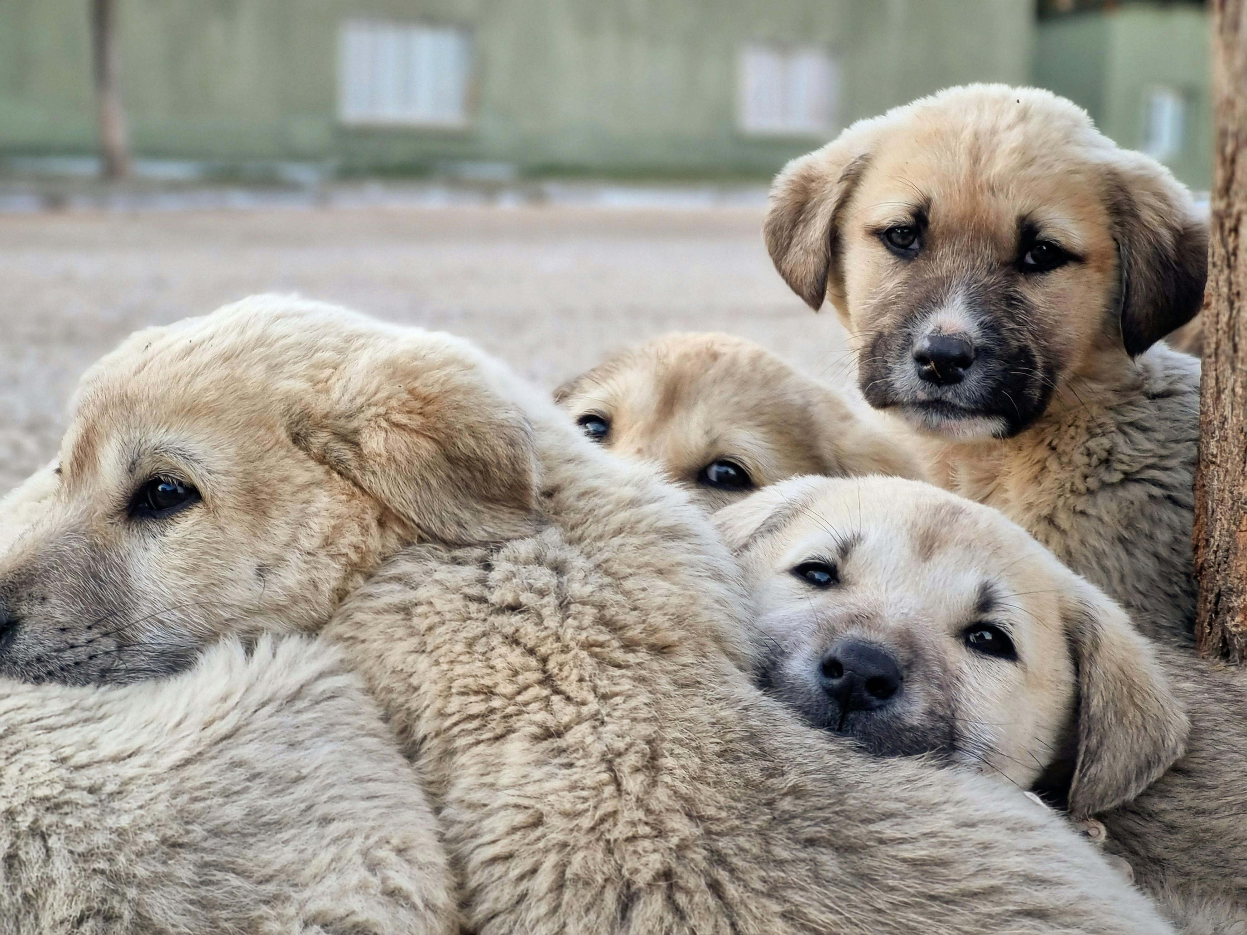 psići, štenad, psi, pas