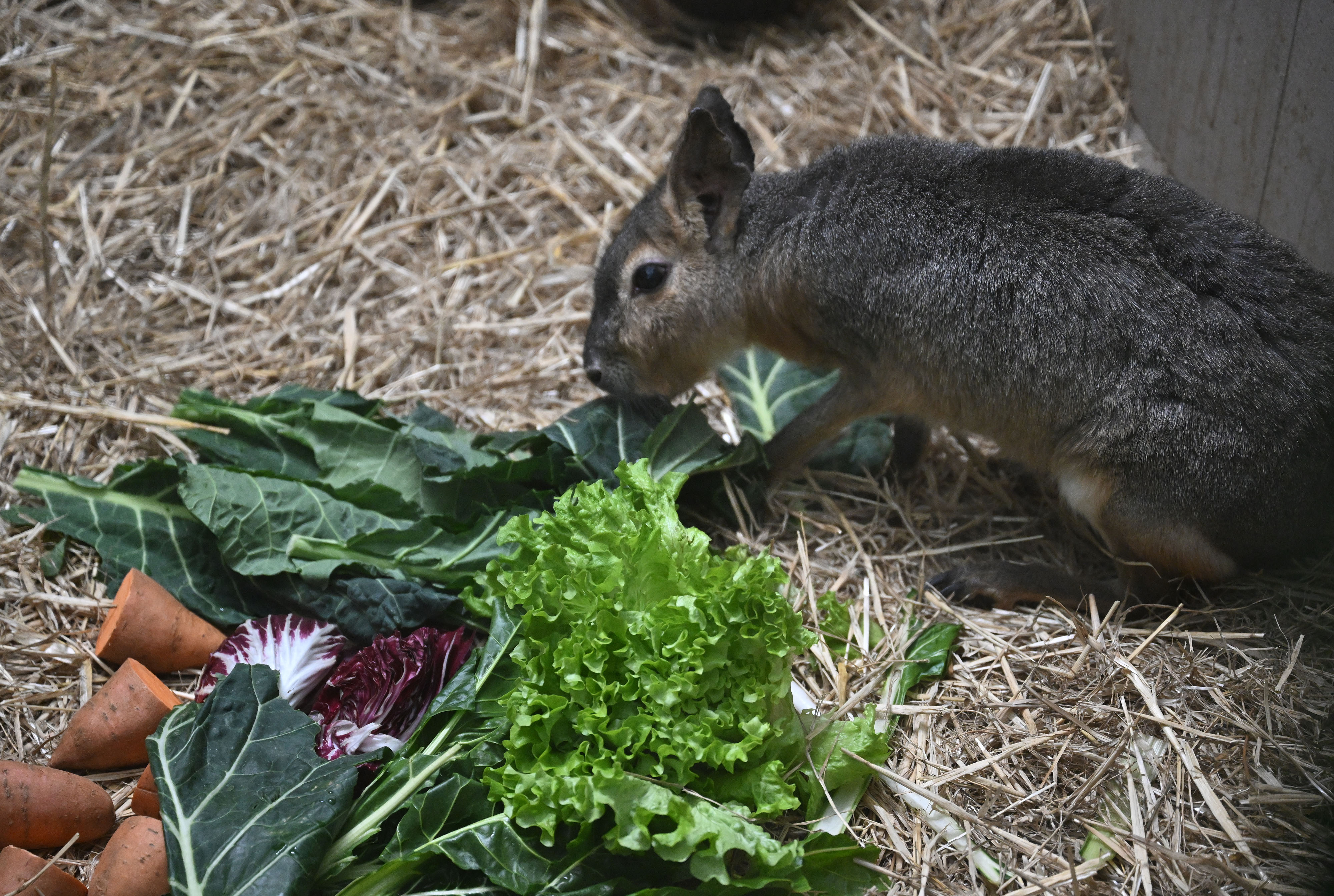 Davorin Visnjic/PIXSELL