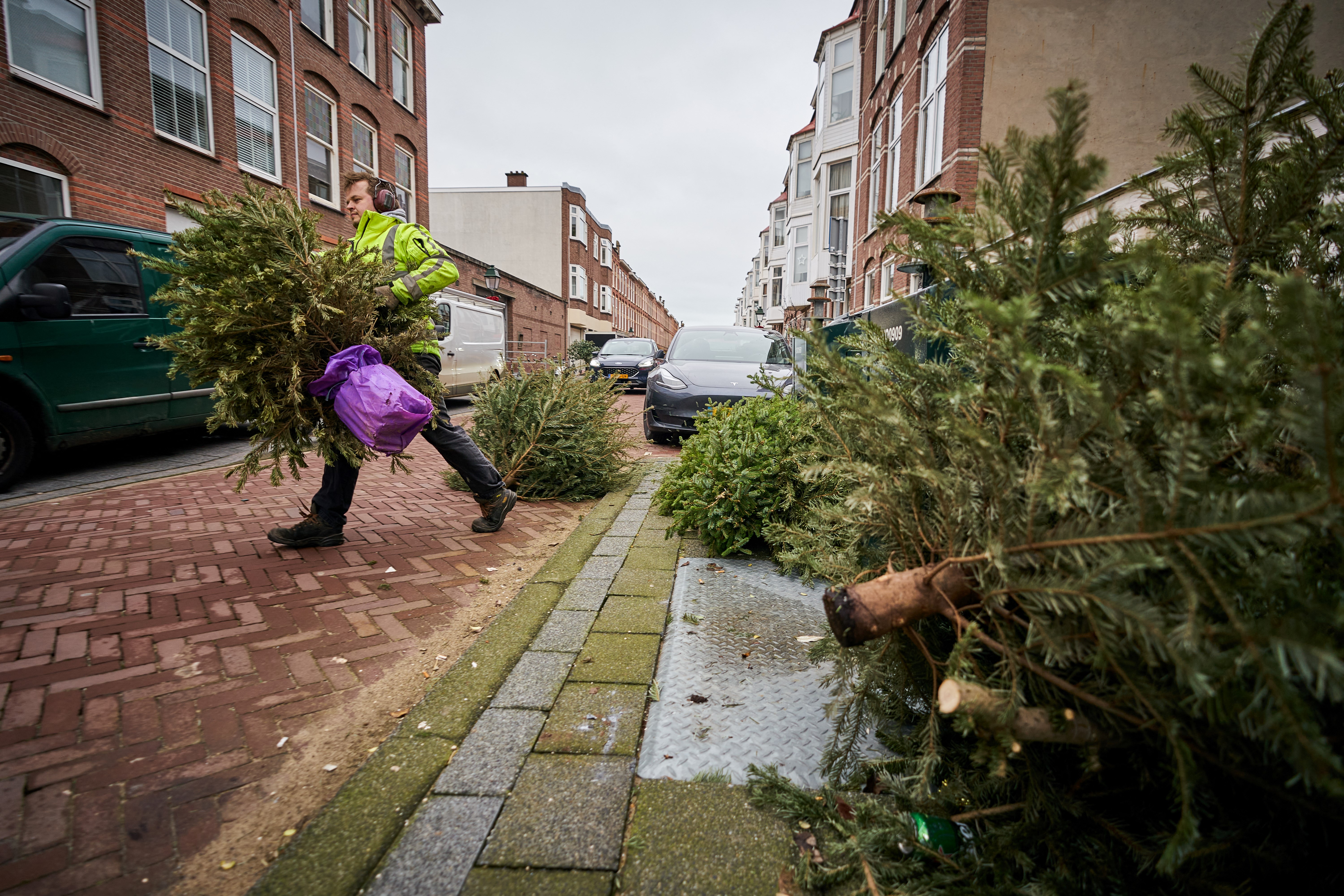 stara božićna drvca