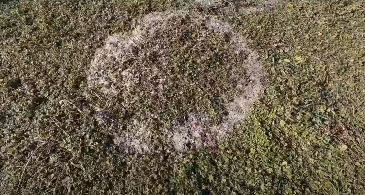 1738229654-zagonetni-krugovi-na-njivi-kodviteza-750x402