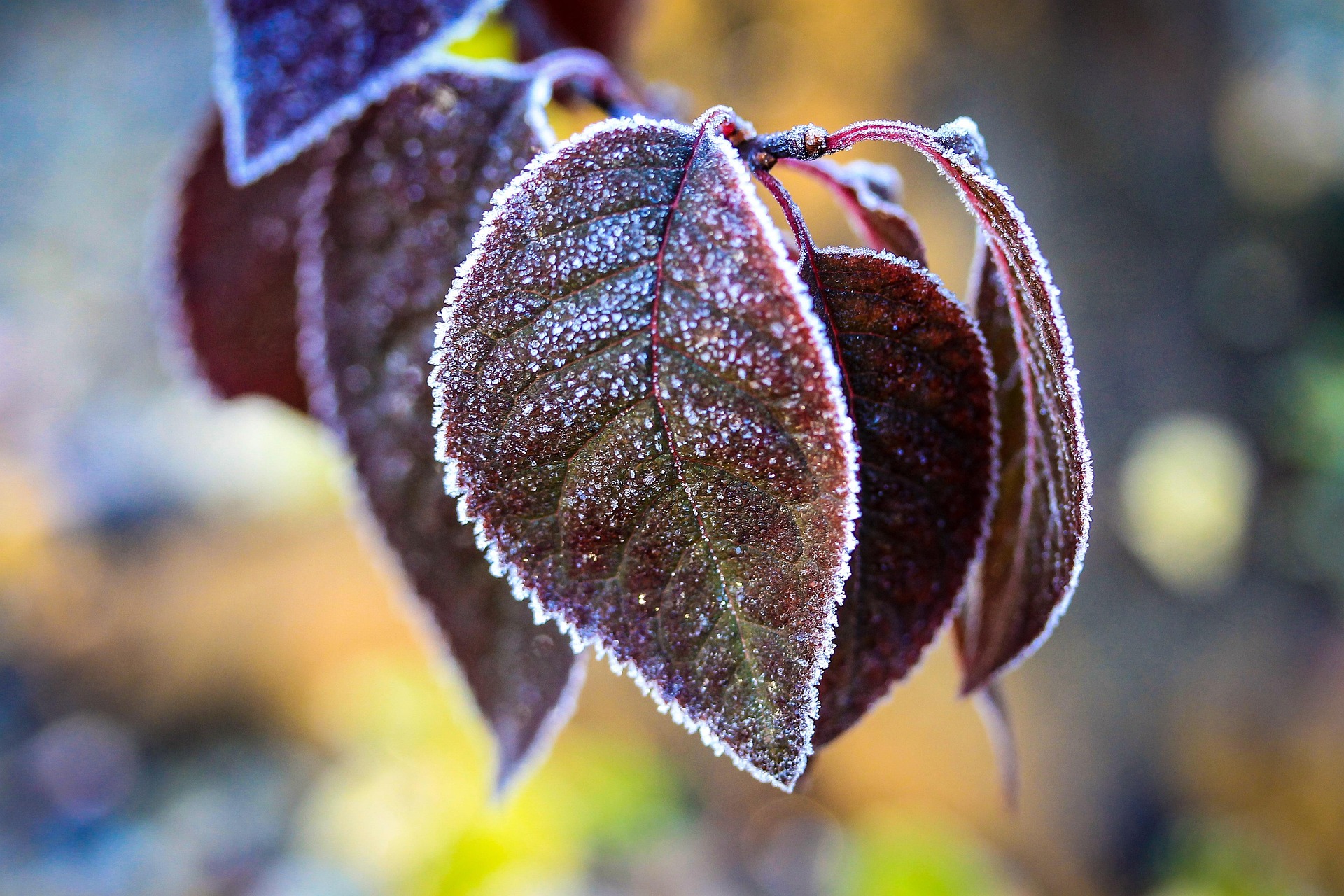 mraz, inje, kasna zima