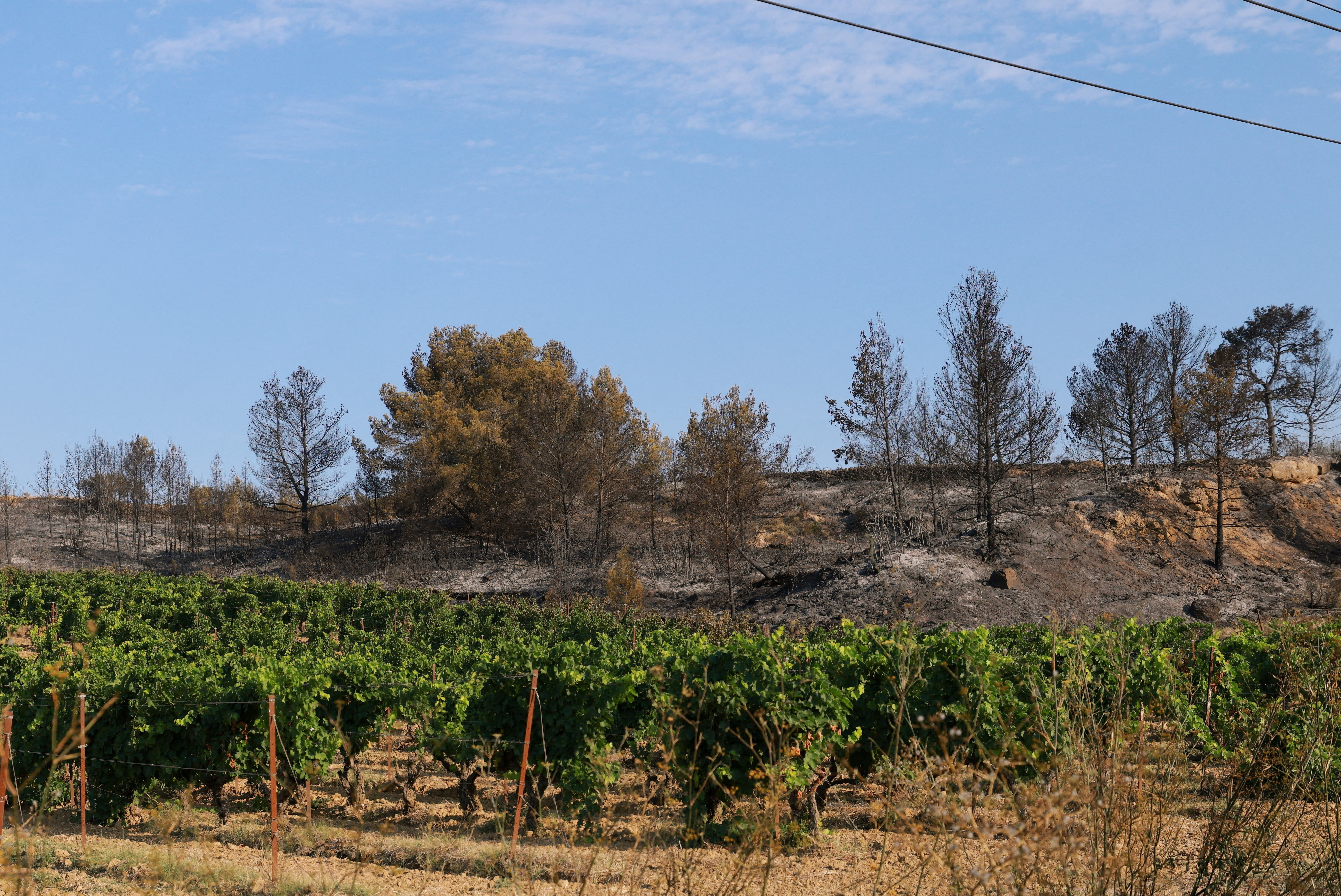 FILE PHOTO: Scorched land is seen next to a vineyard which was preserved amid a wildfire near Saint-Laurent-de-la-Cabrerisse, southern France, August 7, 2025.