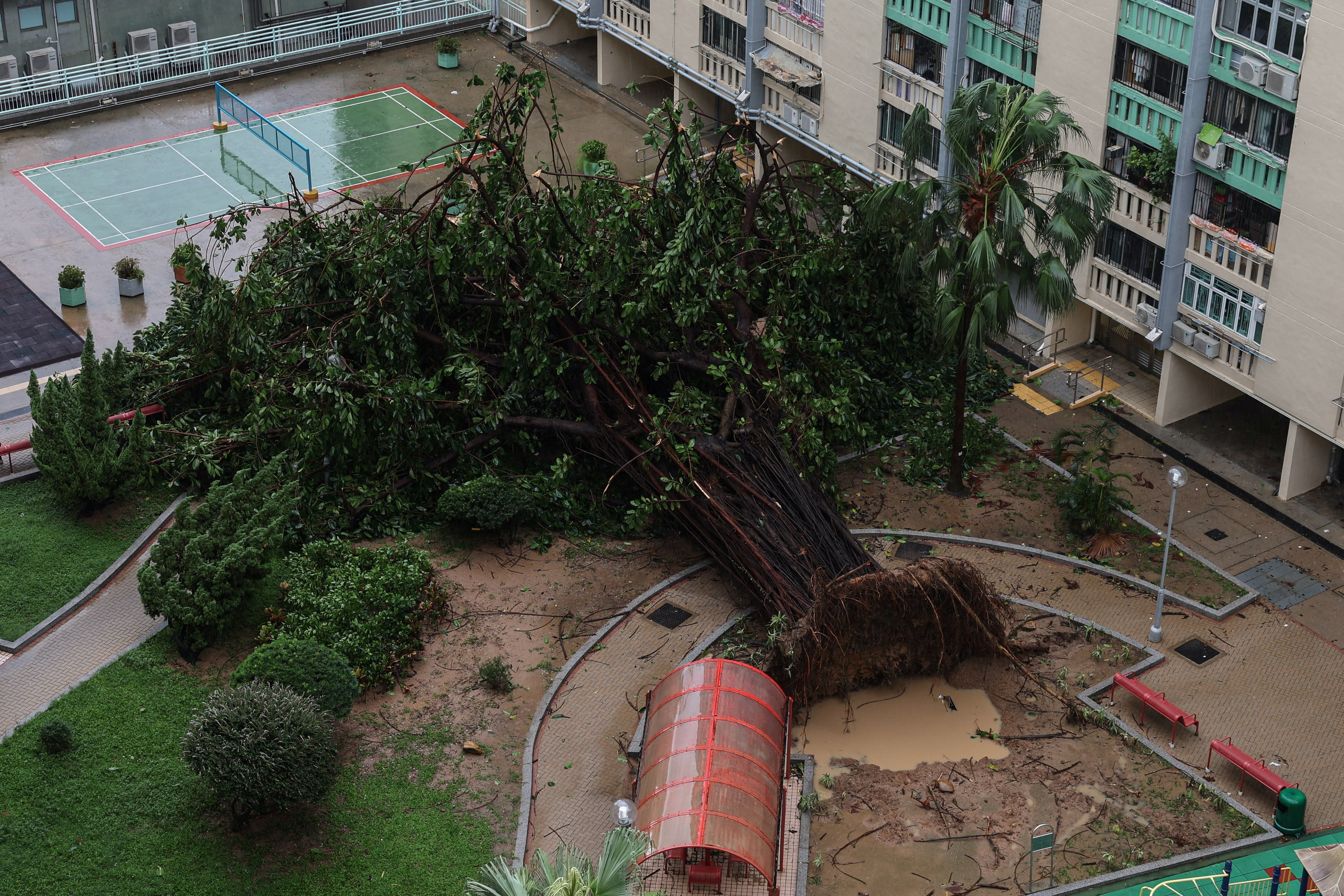 A tree lies toppled by Super Typhoon Ragasa’s fierce winds in Hong Kong, China, September 24, 2025. REUTERS/Tyrone Siu
