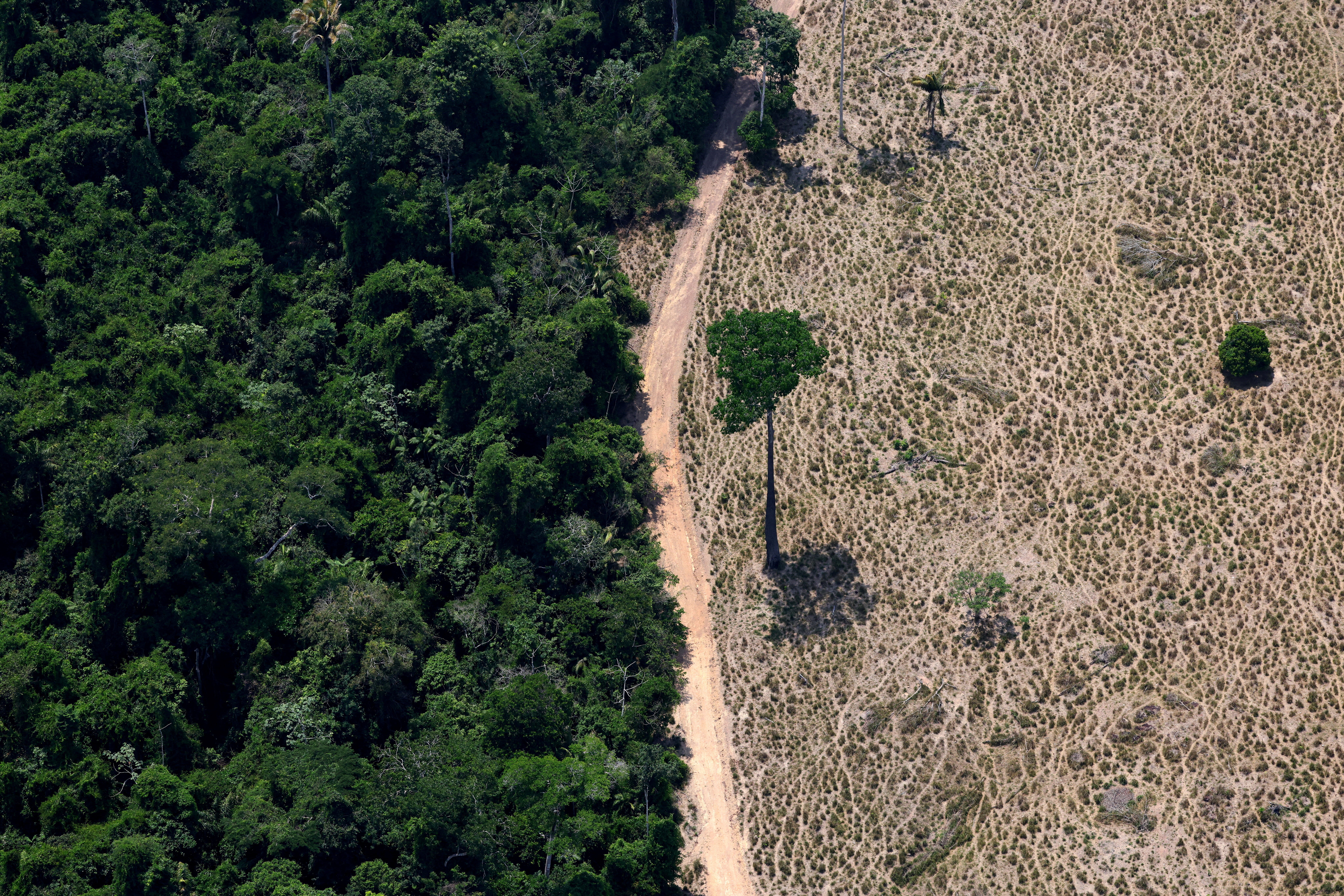 A tree stands in a deforested area in Maraba, Para state, Brazil September 11, 2025.