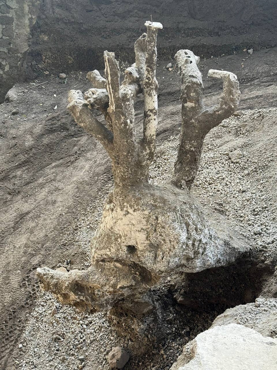A newly unearthed imprint of a tree sits at the Villa Poppaea in Oplontis, on the outskirts of the ancient Roman city of Pompeii, in Torre Annunziata, Italy, in this handout released December 18, 2025.