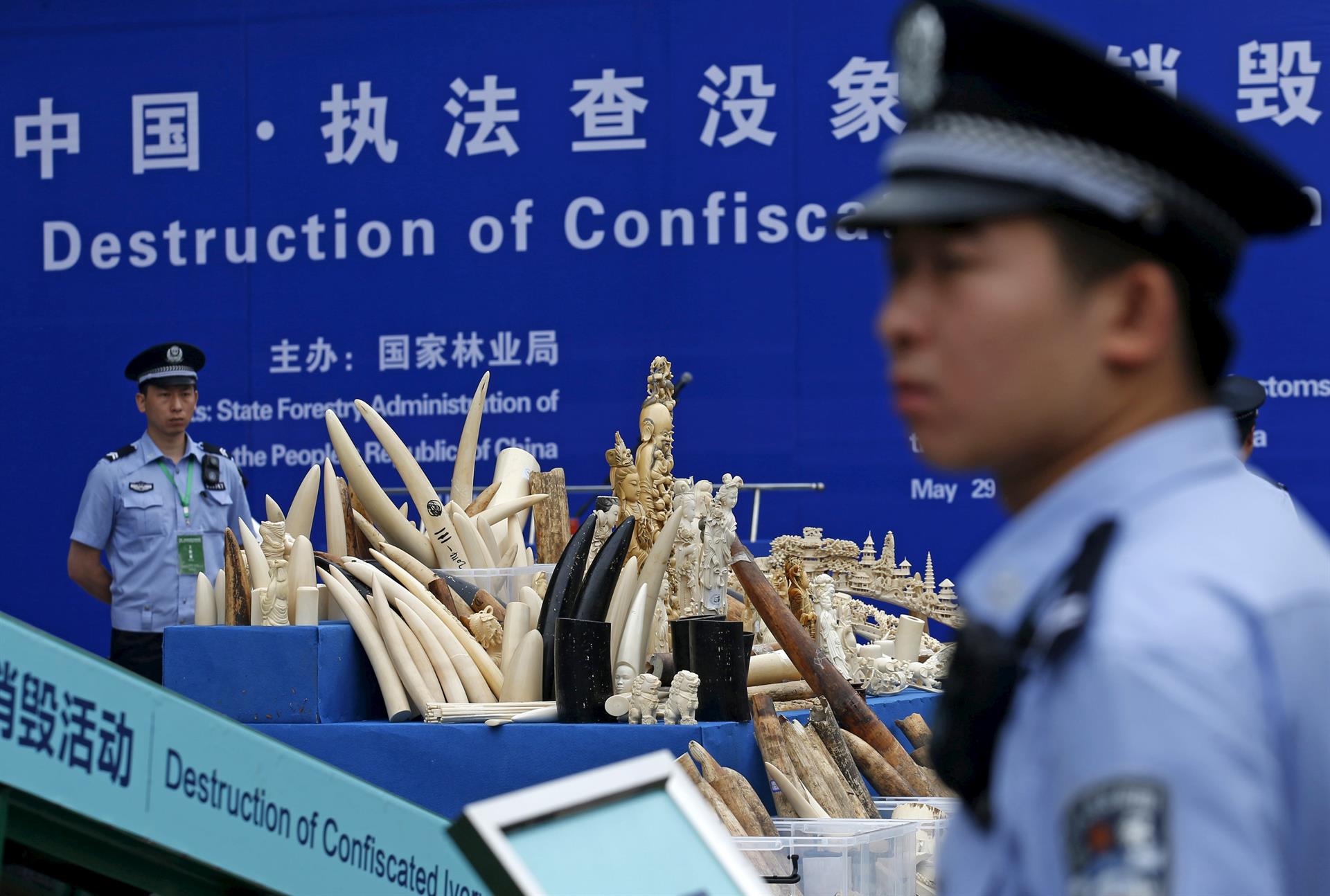 2015-05-29T064733Z_317347528_GF10000111003_RTRMADP_3_CHINA-IVORY