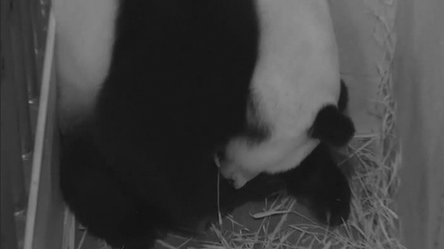 2015-08-22T225357Z_1178226874_TM3EB8M1FX101_RTRMADP_2_USA-PANDA