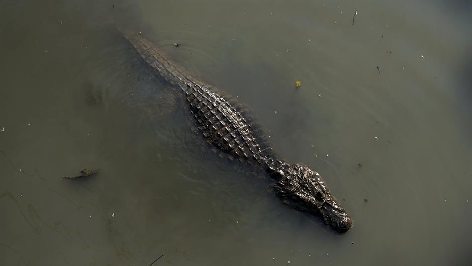 2015-10-16T141251Z_847637648_GF10000247188_RTRMADP_3_BRAZIL-ANIMALS