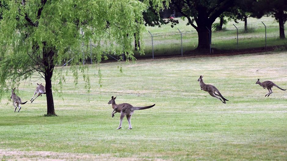 2015-11-11T061520Z_1738887597_GF20000054338_RTRMADP_3_AUSTRALIA-ROYALS